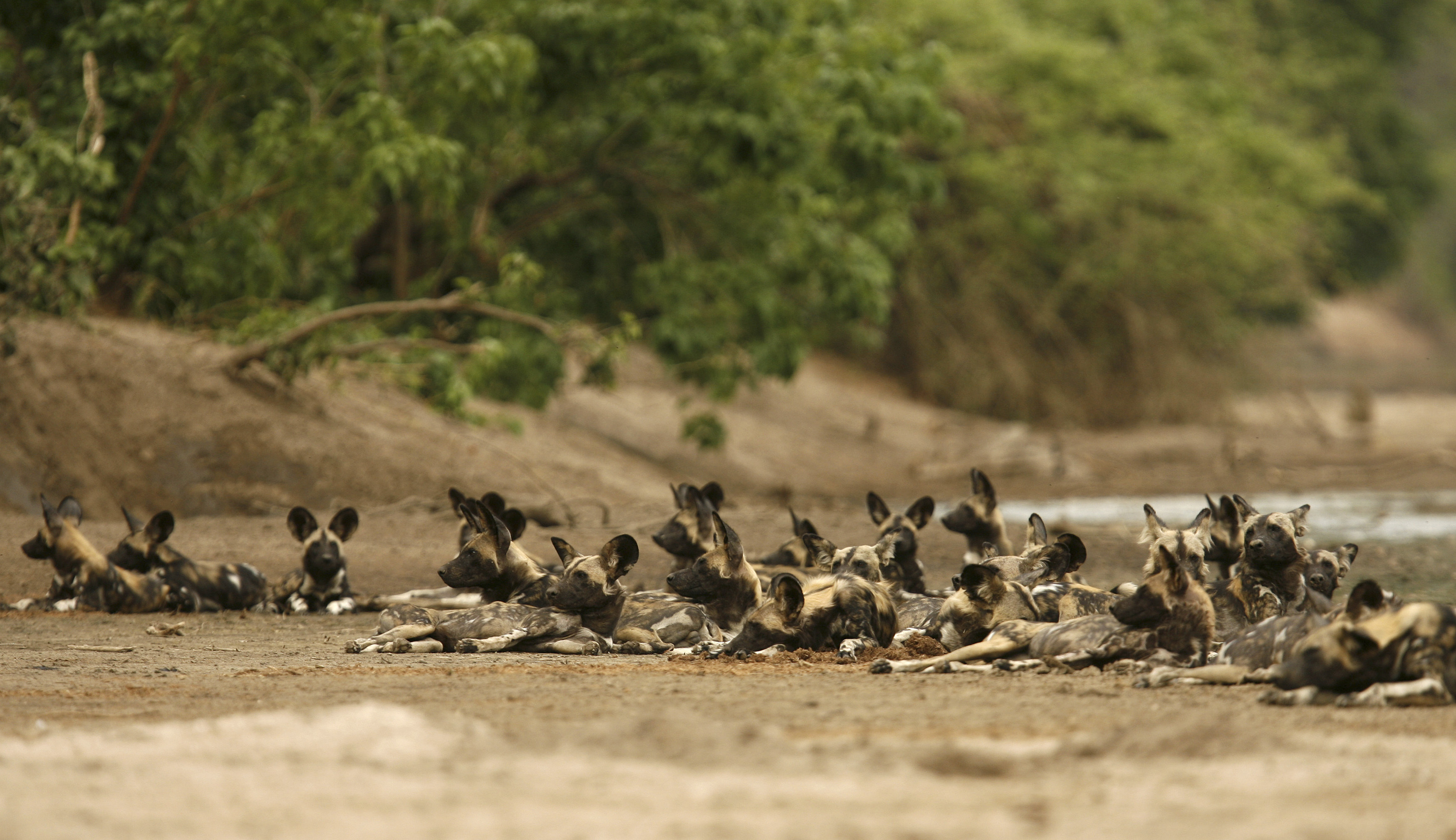 African Wild Dogs – Center for Ecosystem Sentinels