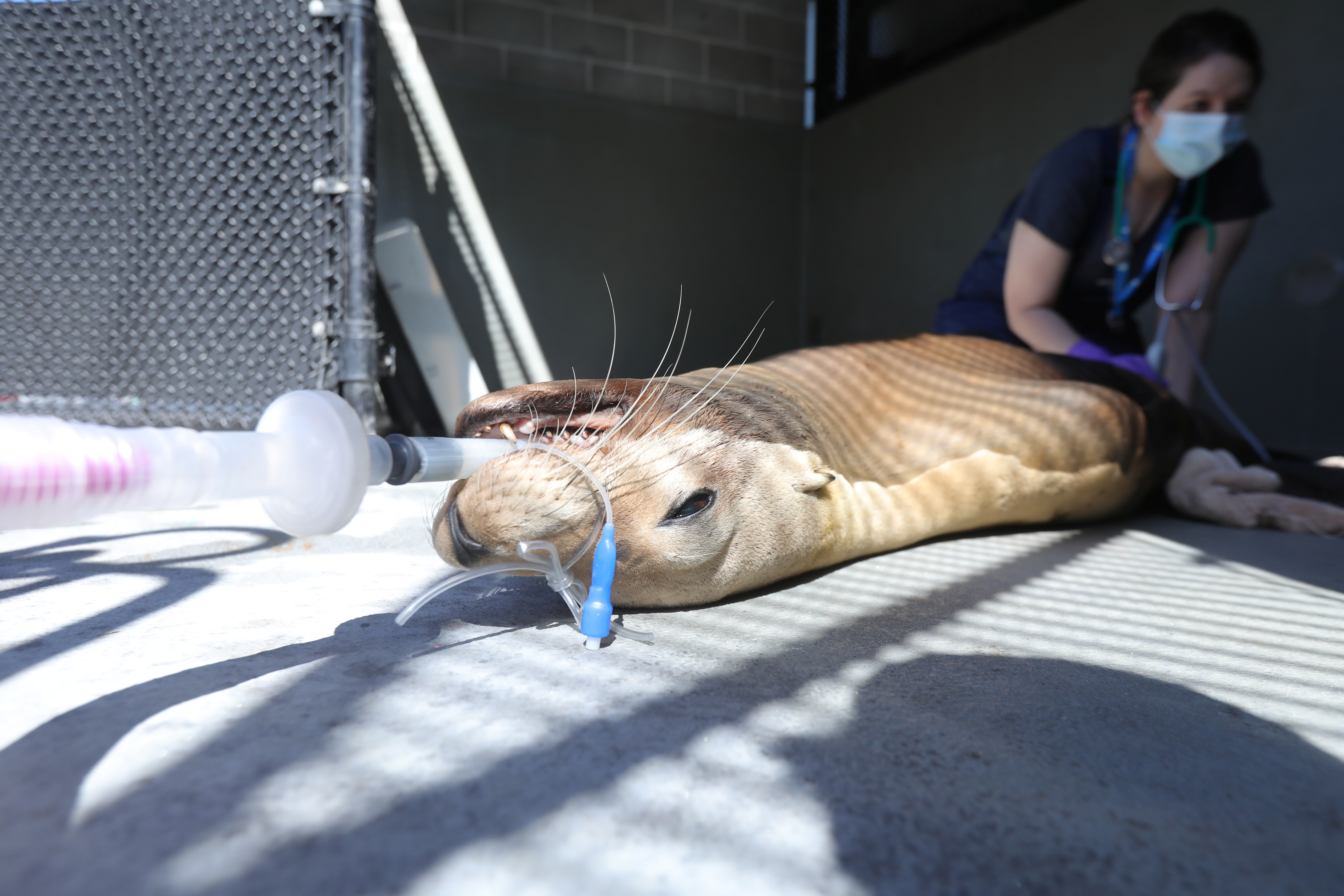 An intubated California sea lion suspected of having cancer is examined at the Marine Mammal Center in Sausalito