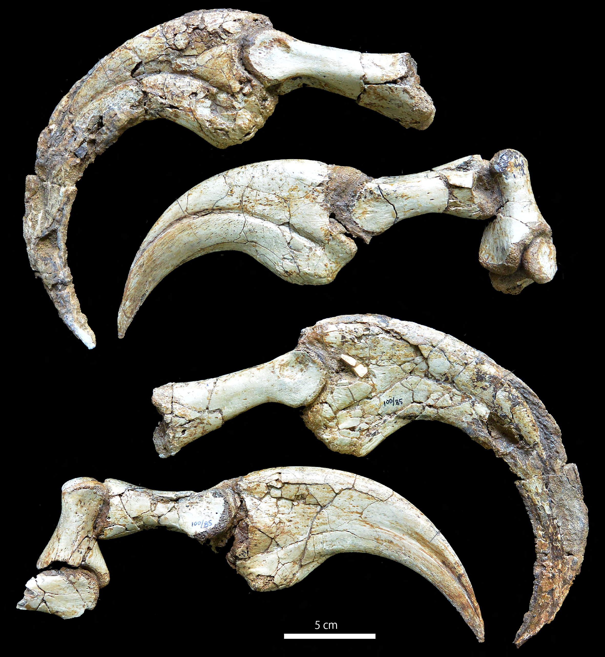 コレクション DINOSAURS found in mongorian gobi Mongolian Dinosaurs