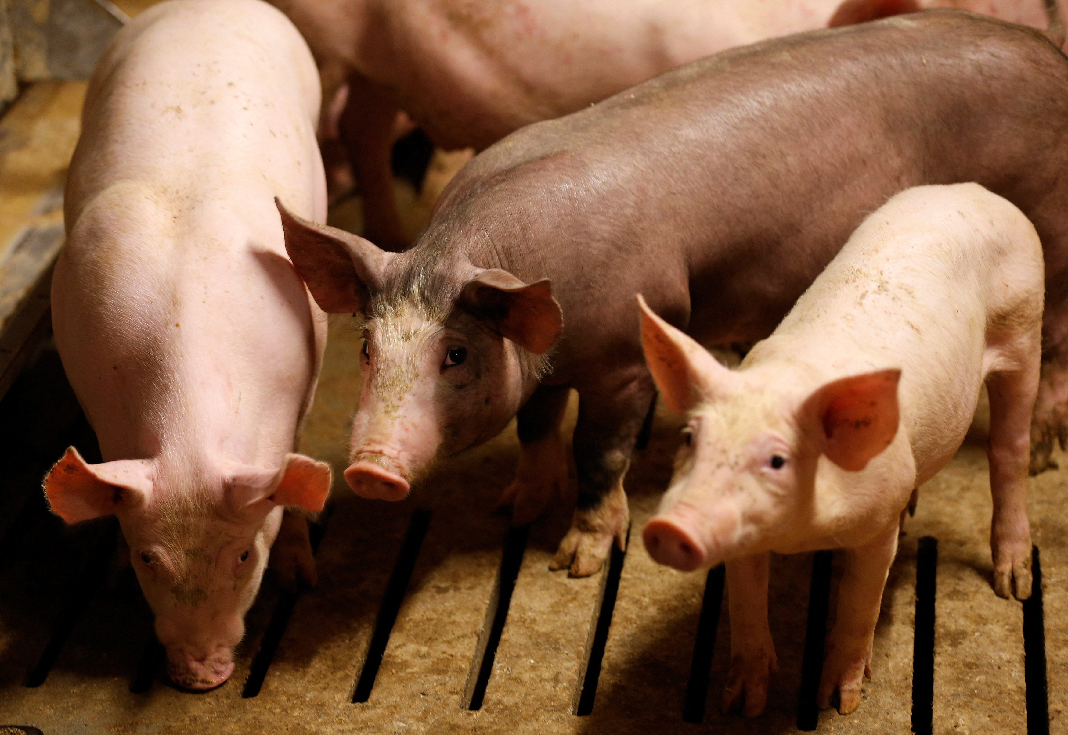 中国、豚内臓肉などの輸入で仏と合意　鳥インフル巡る禁輸も緩和