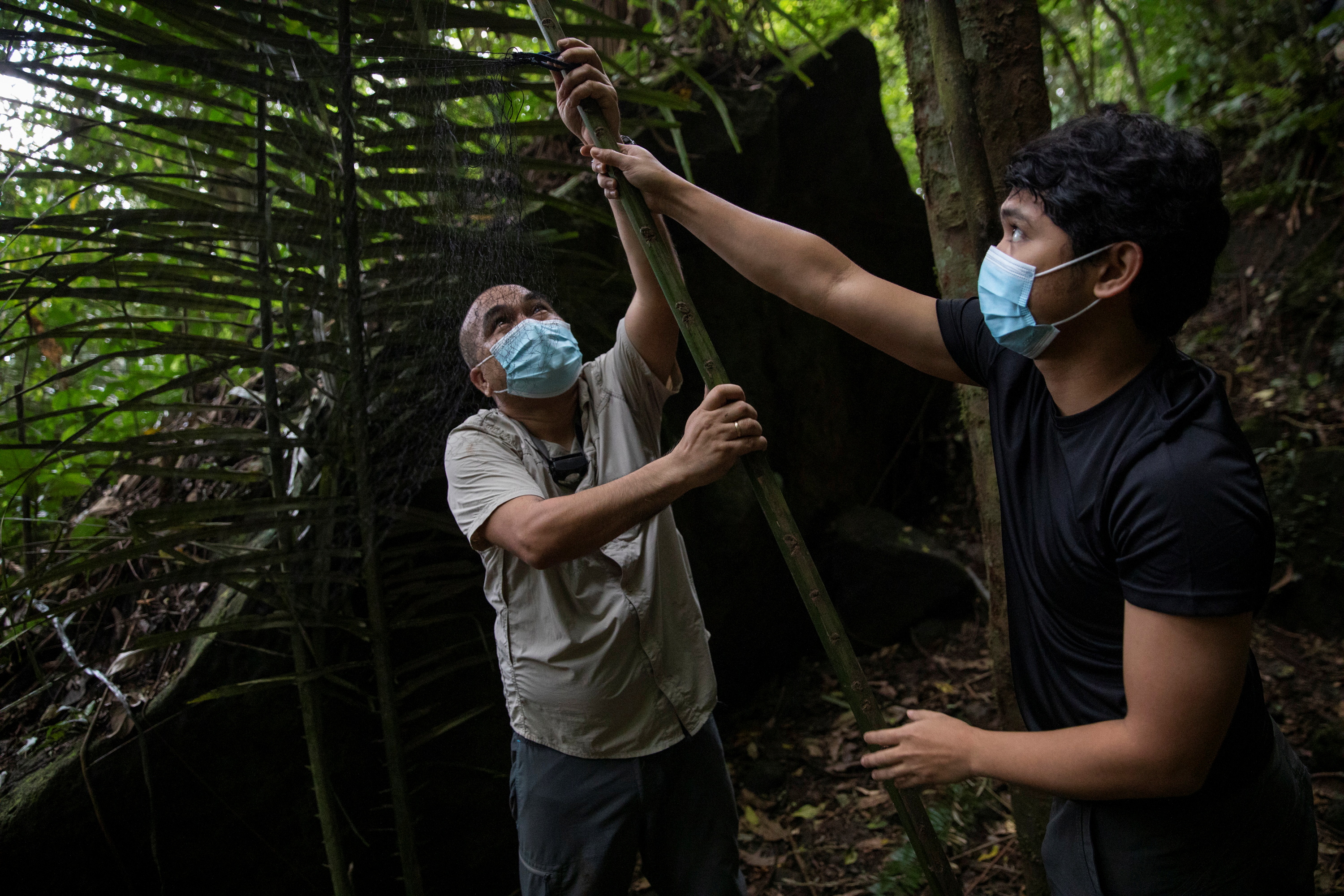 The Wider Image: By catching bats, these 'virus hunters' hope to stop the next pandemic