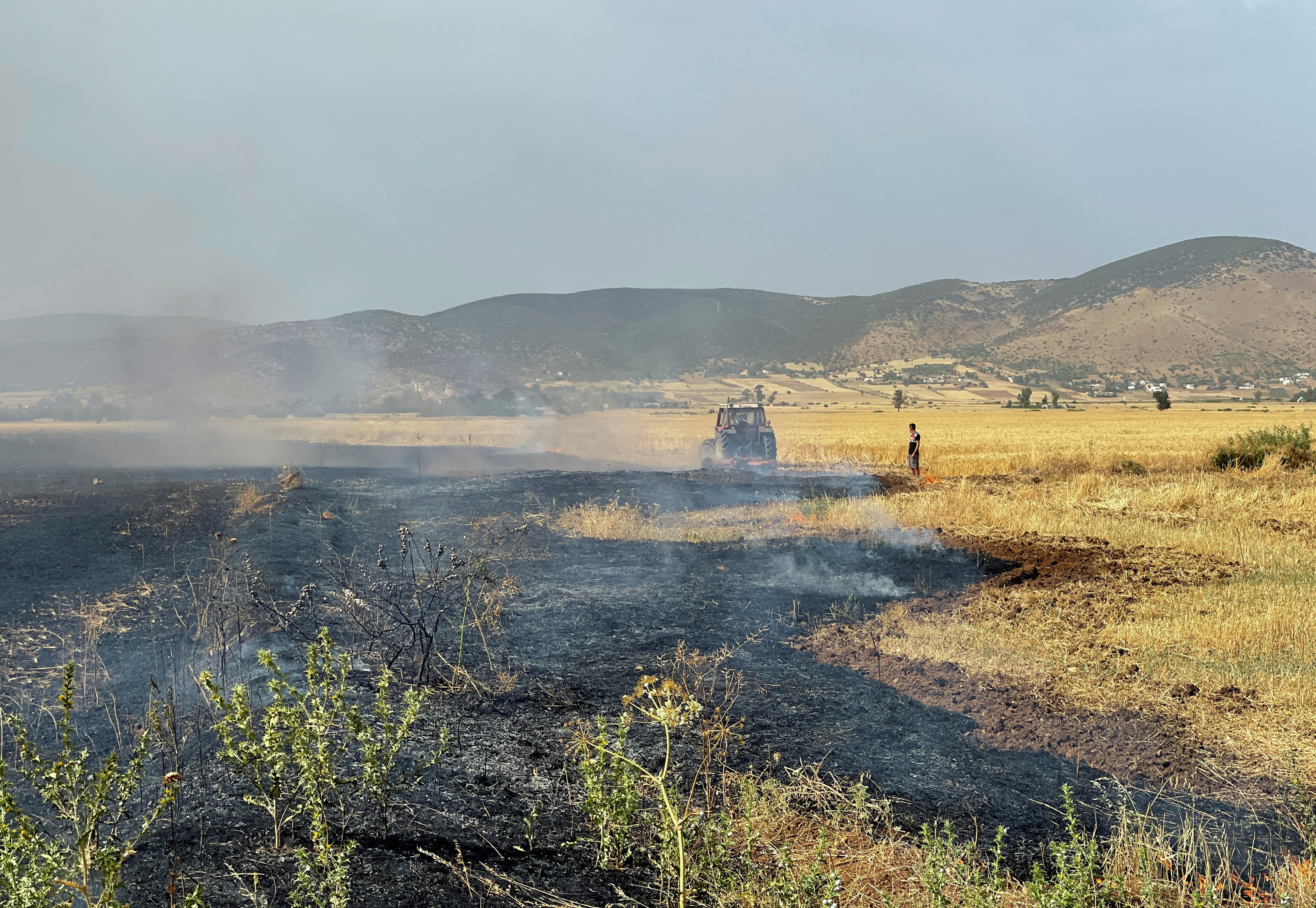 A farmer stands in a wheat field, burned by fire, in Jendouba