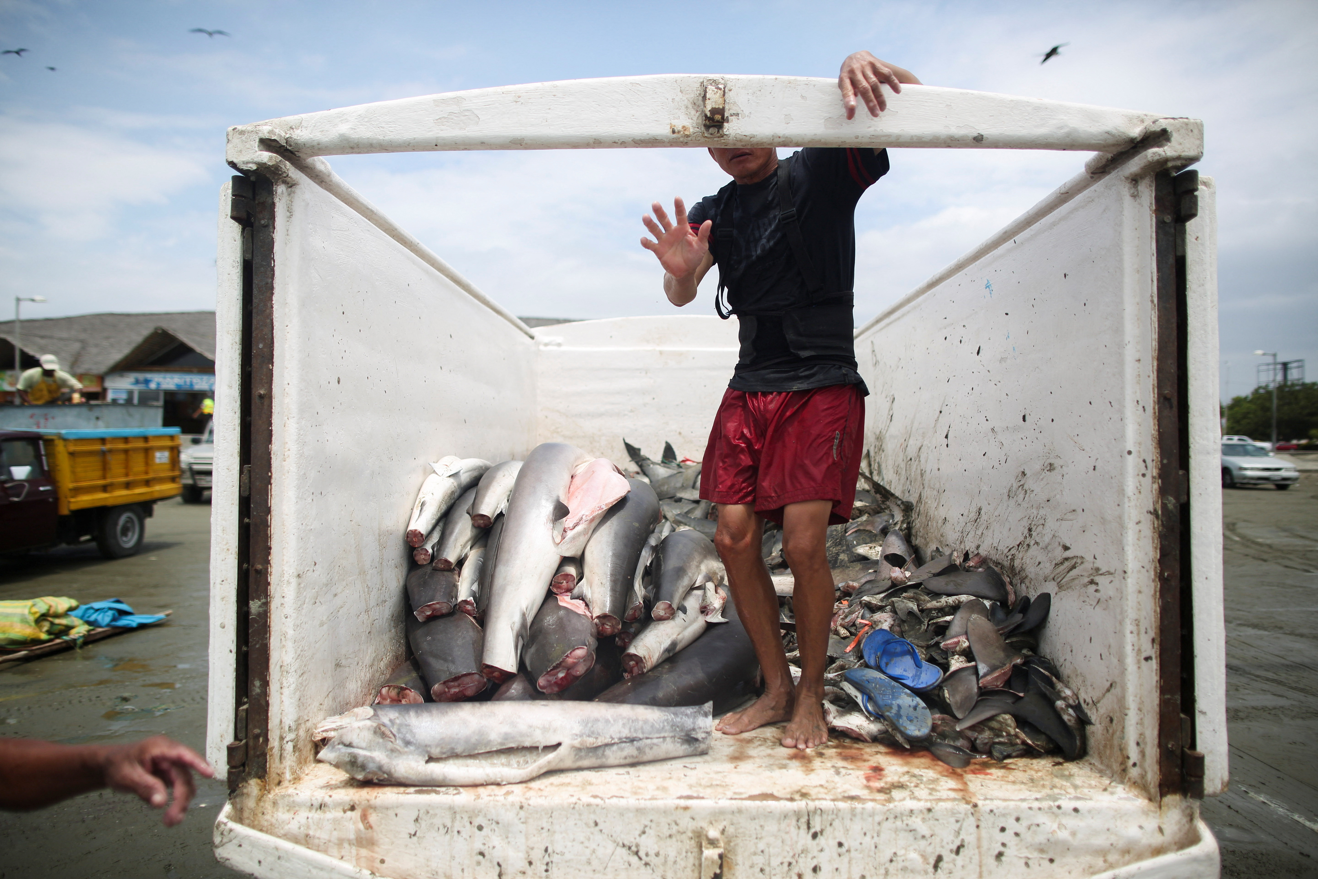 In Peru's shark fin capital, Asian demand threatens local species