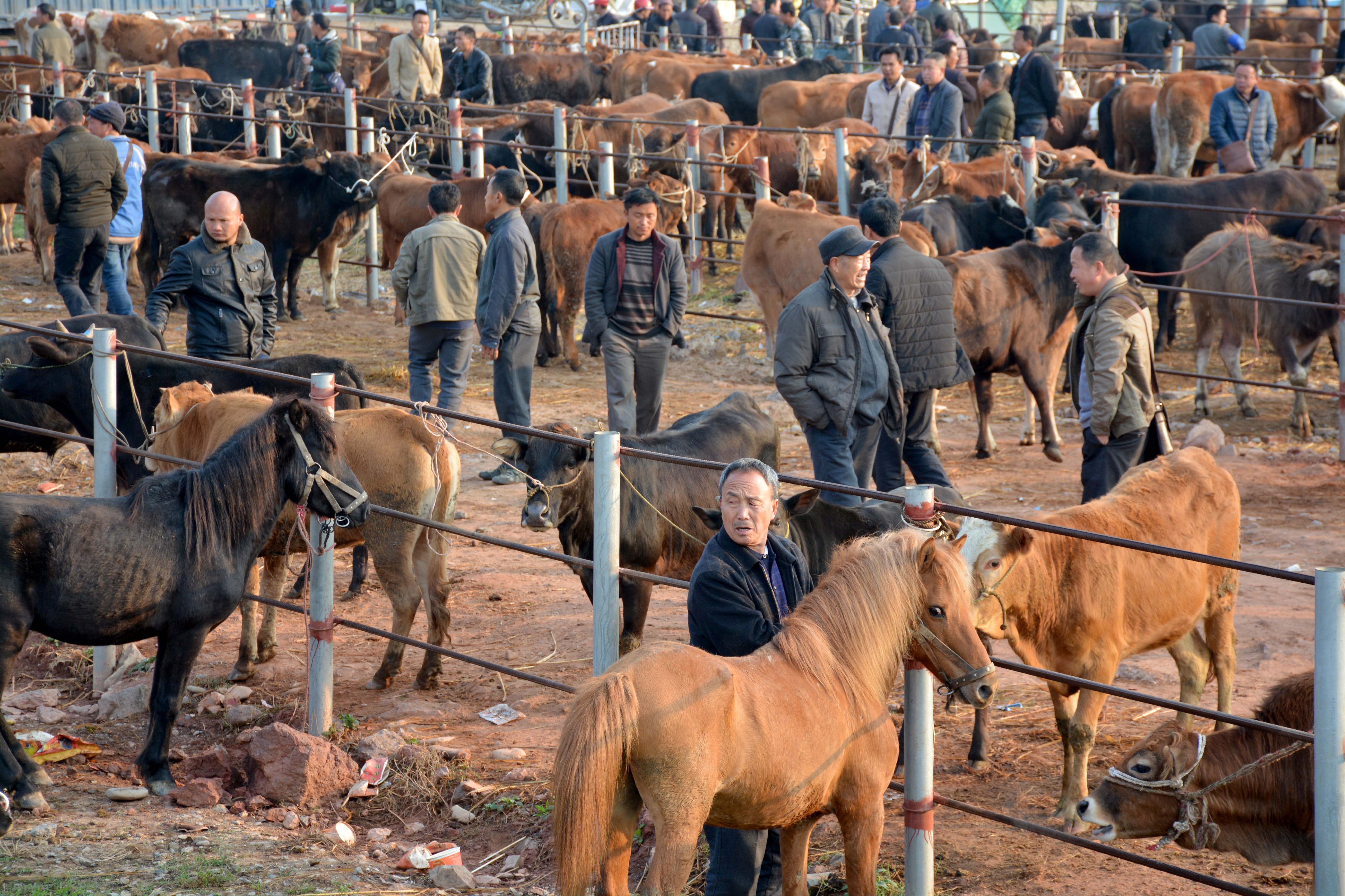 Farmers shop for cows at a cattle market in Rongjiang, Guizhou