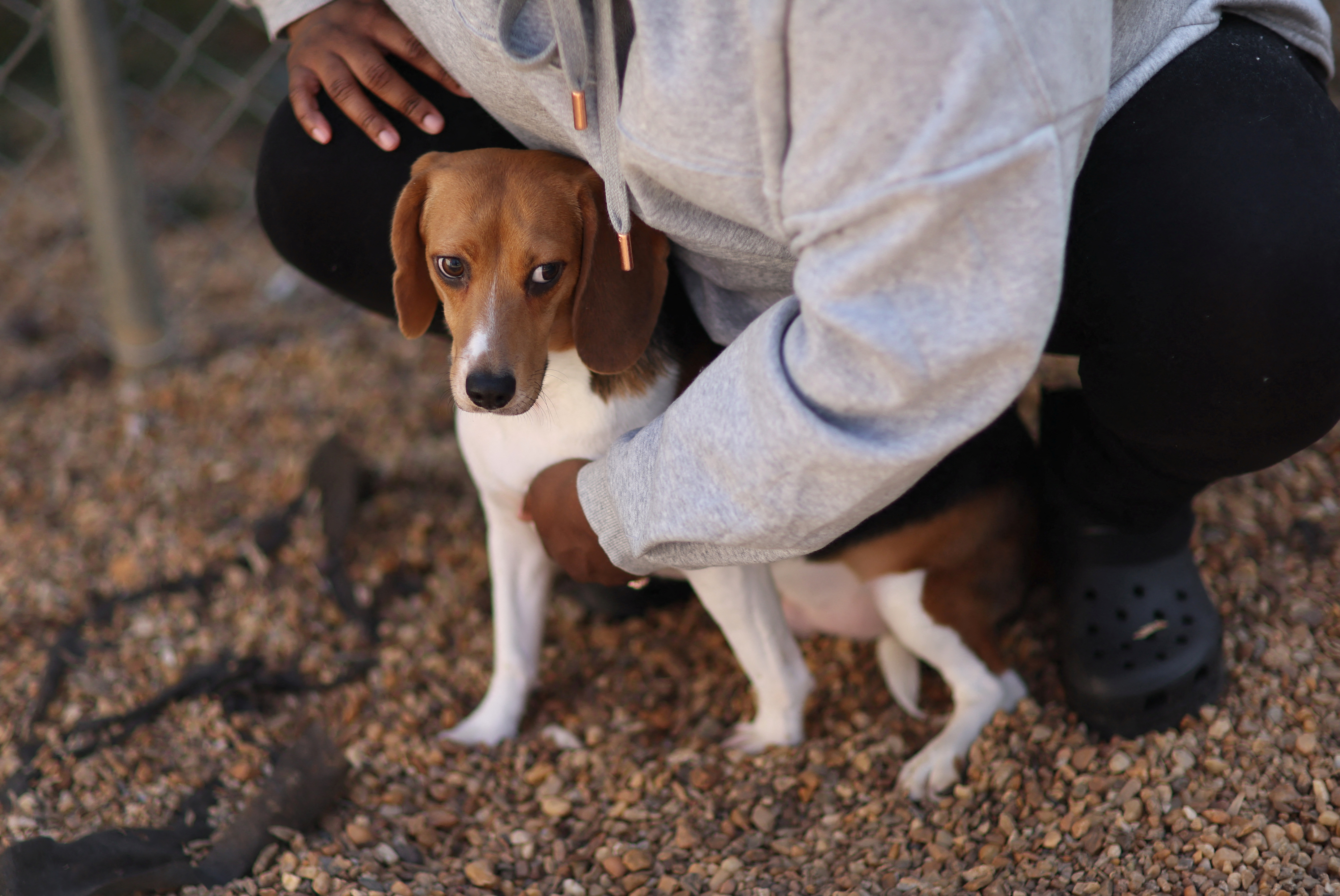 Beagle having a store seizure