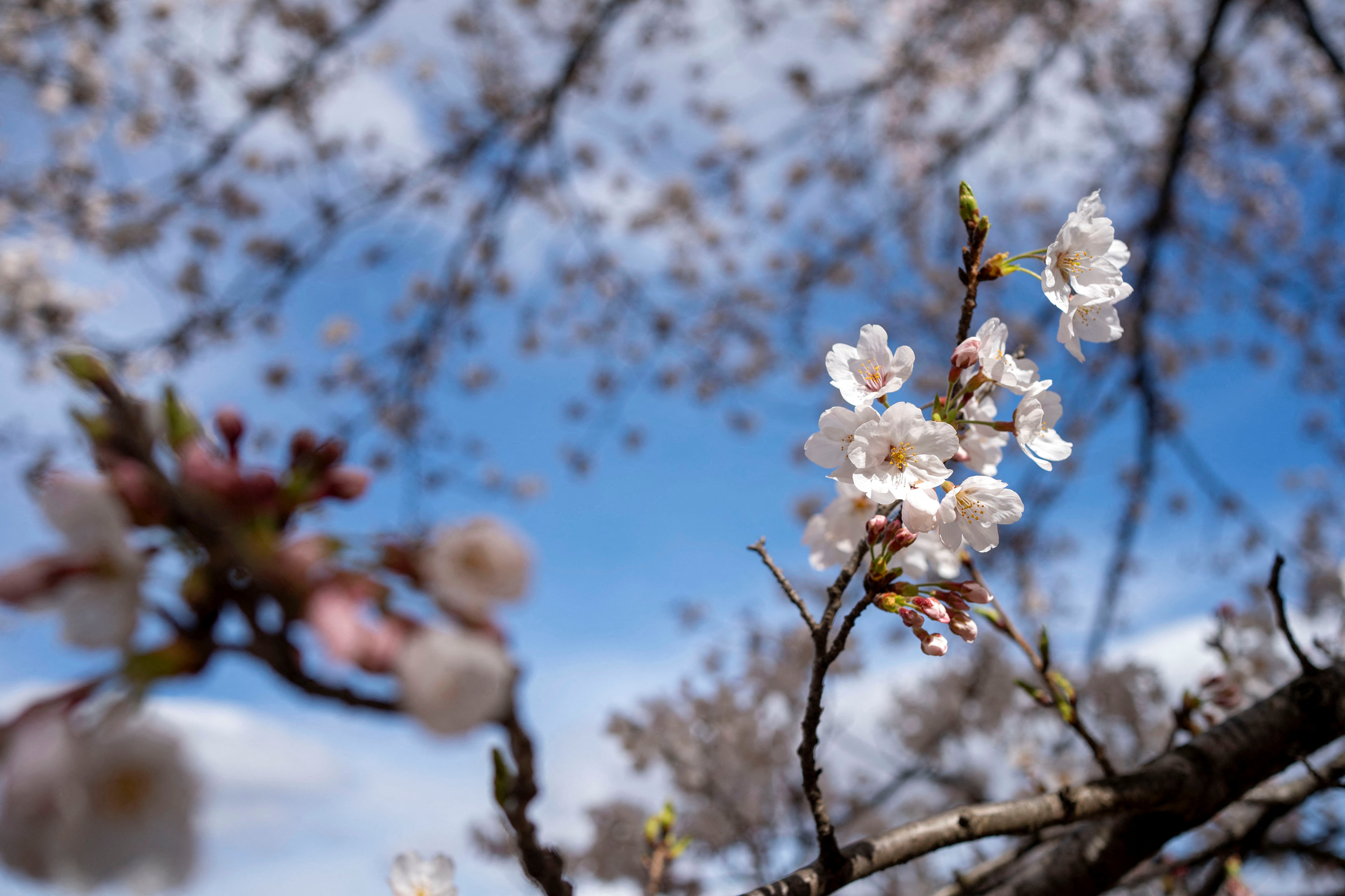 Spring in blossom around the world - April 4, 2024 | Reuters