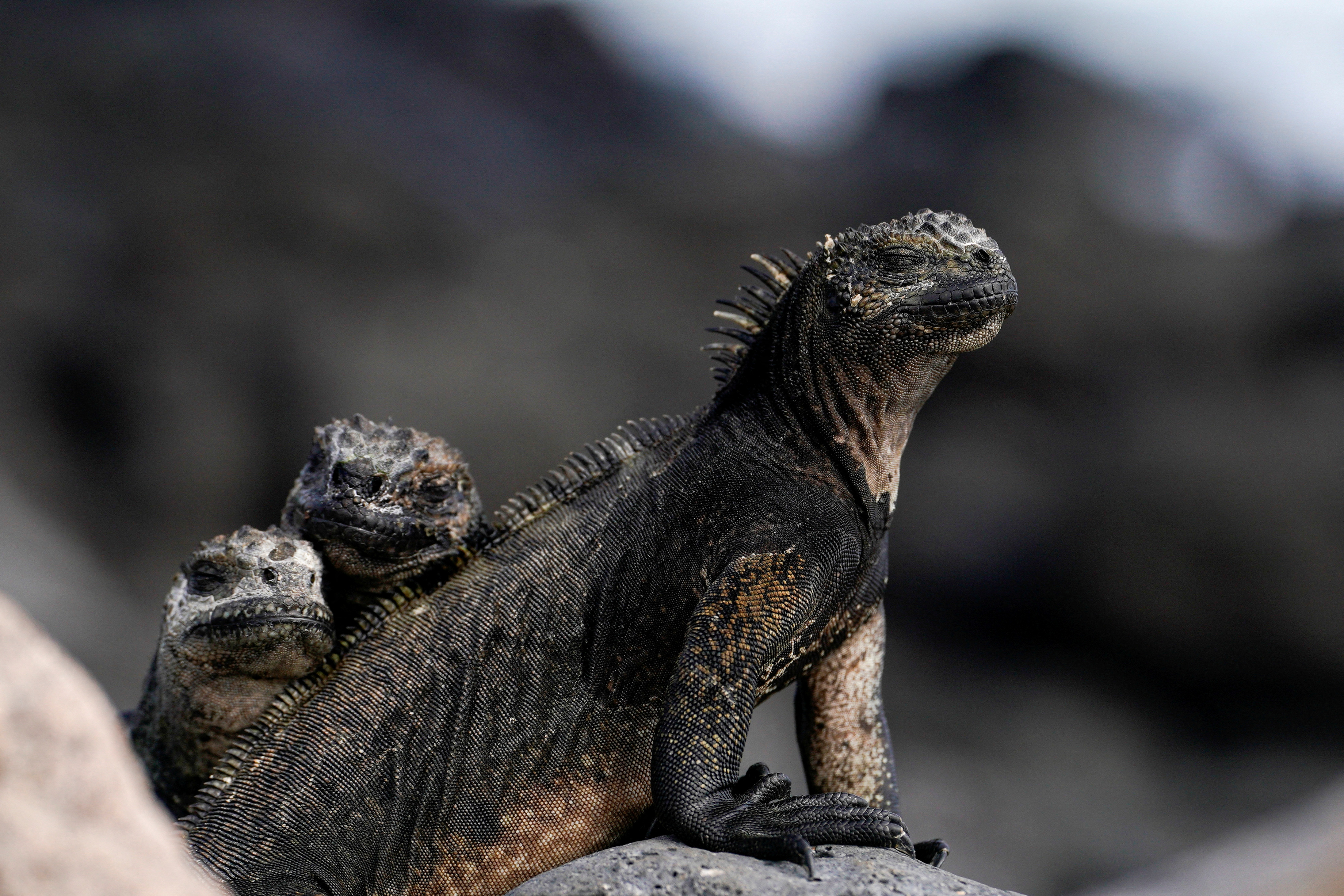 Ecuador expands protected marine area around Galapagos Islands