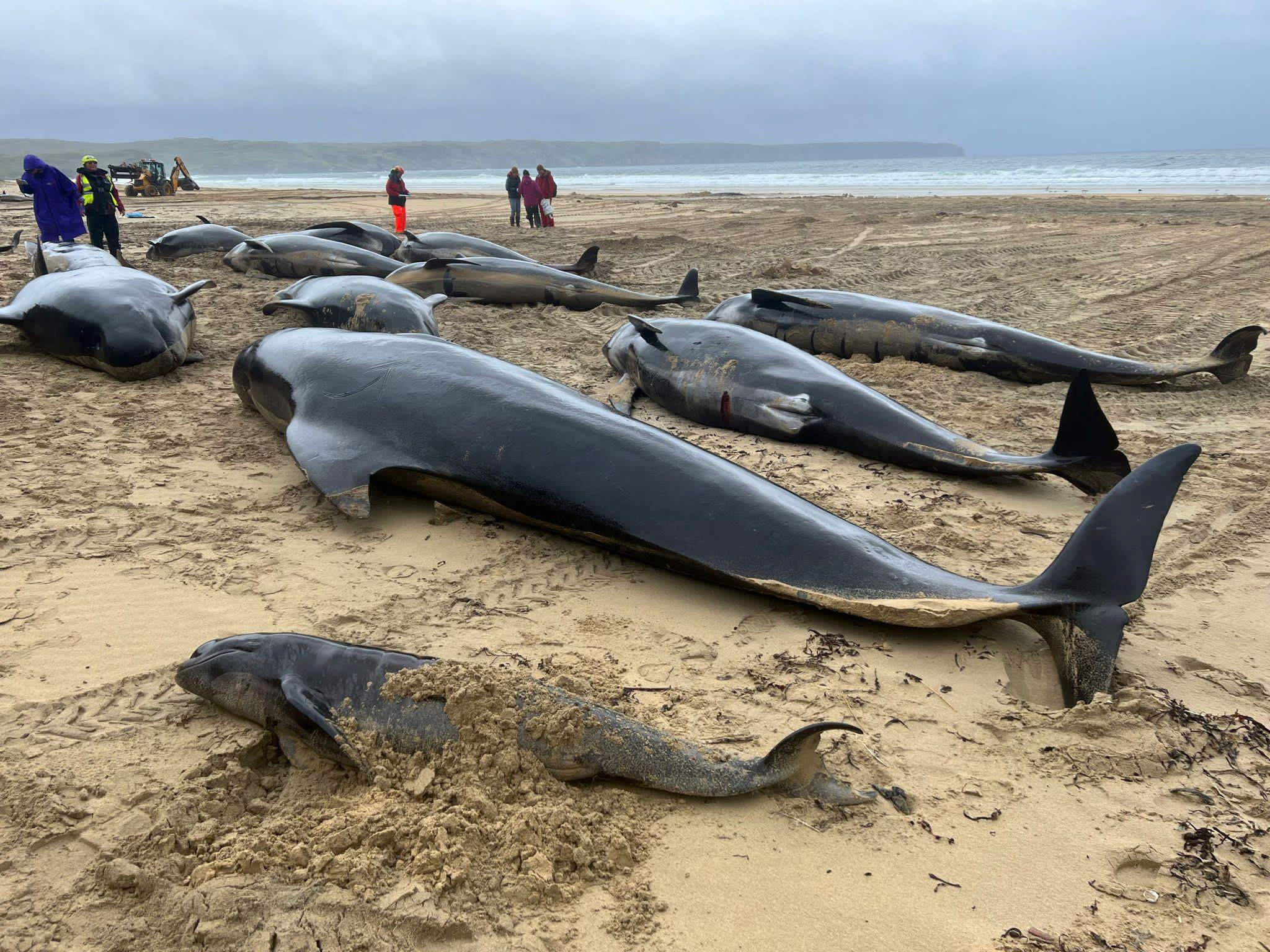 Pod of more than 50 pilot whales dies after mass stranding on Scottish  beach