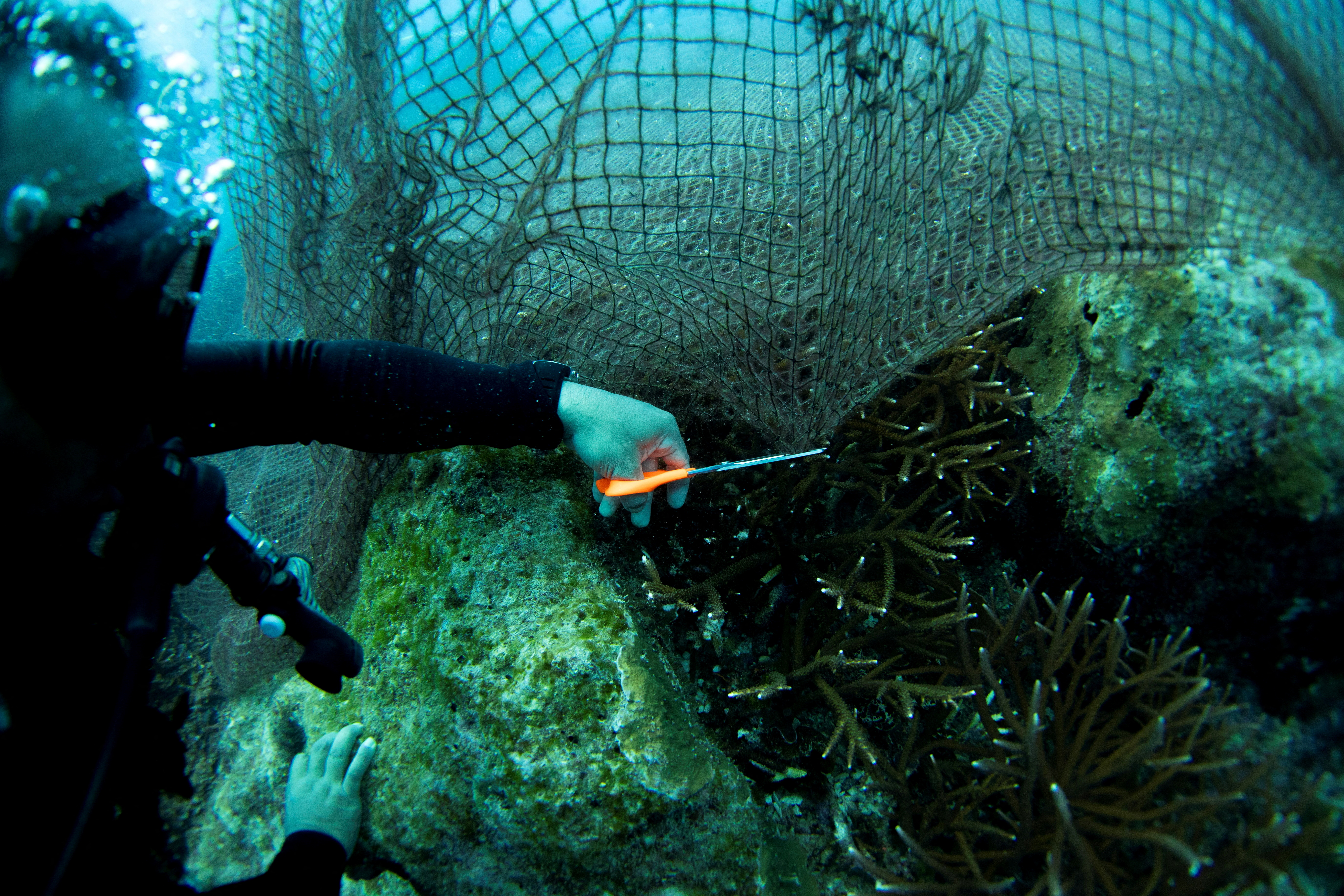 Divers take out of the sea an abandoned fishing net that was covering a coral reef in a protected area of Ko Losin