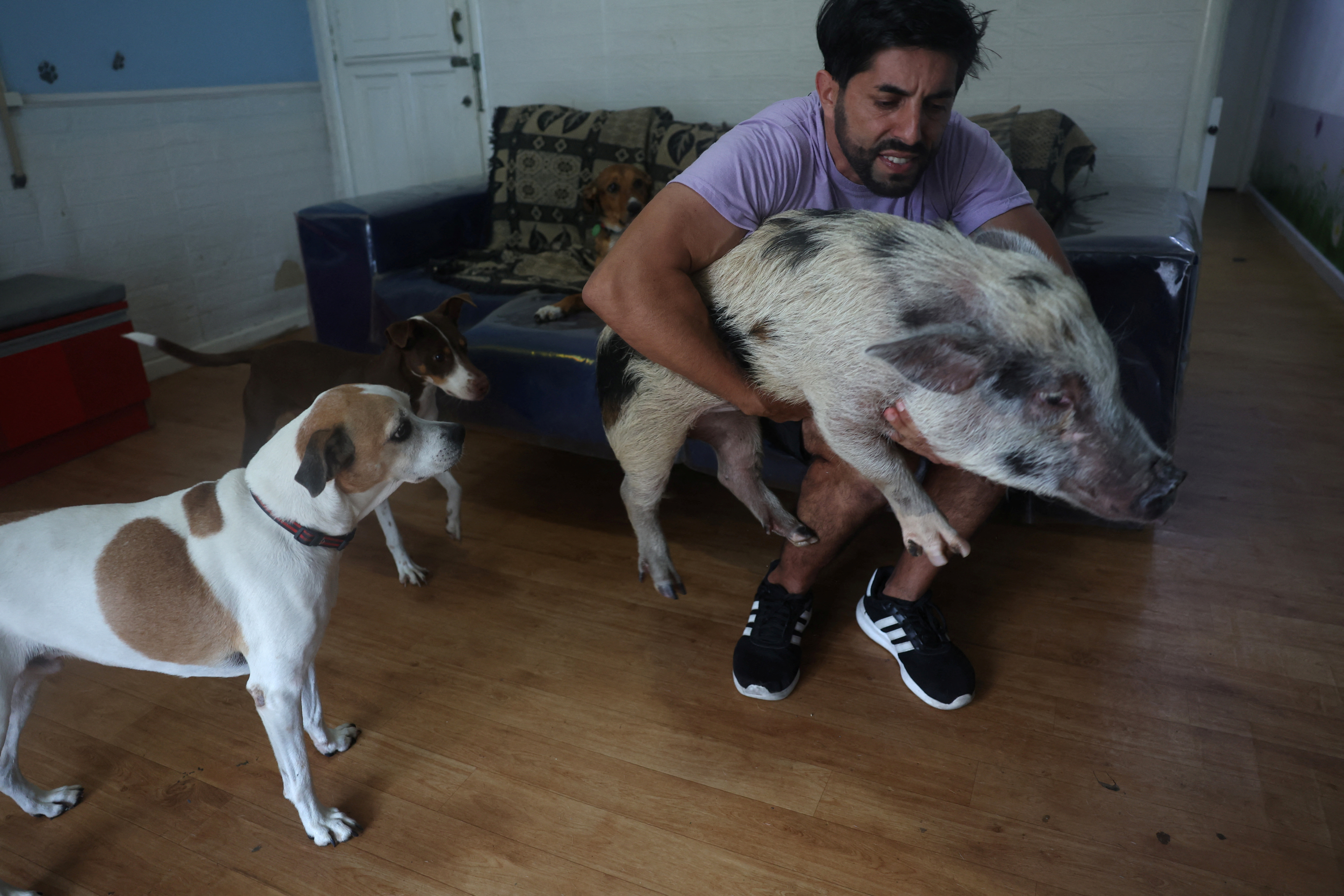 A pig helps dogs learn new tricks in Rio de Janeiro | Reuters, image size:6000x4000