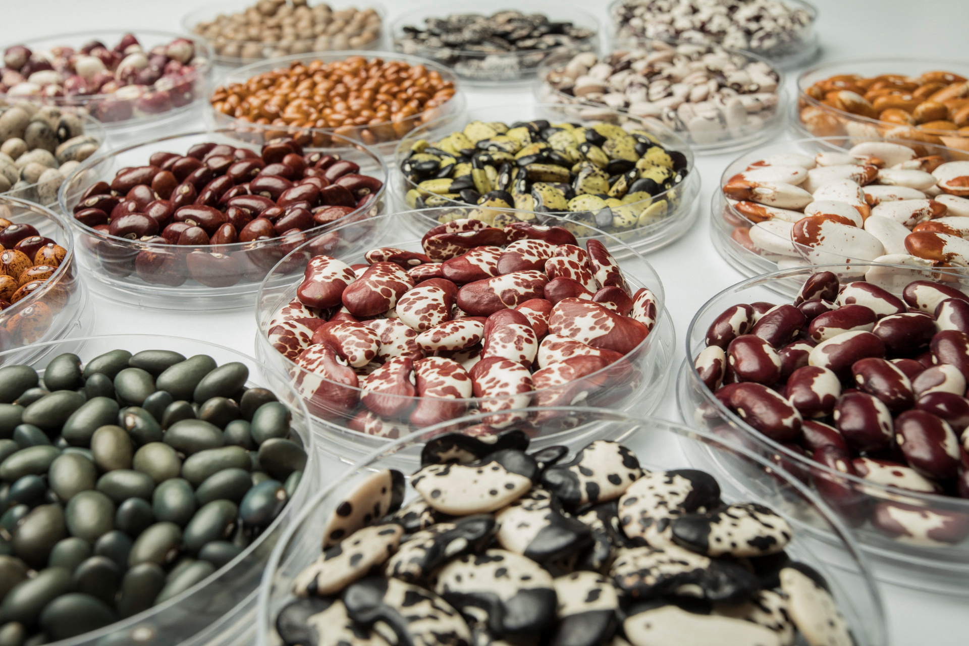 A view of a collection of different colored seeds at the Future Seeds gene bank in Palmira