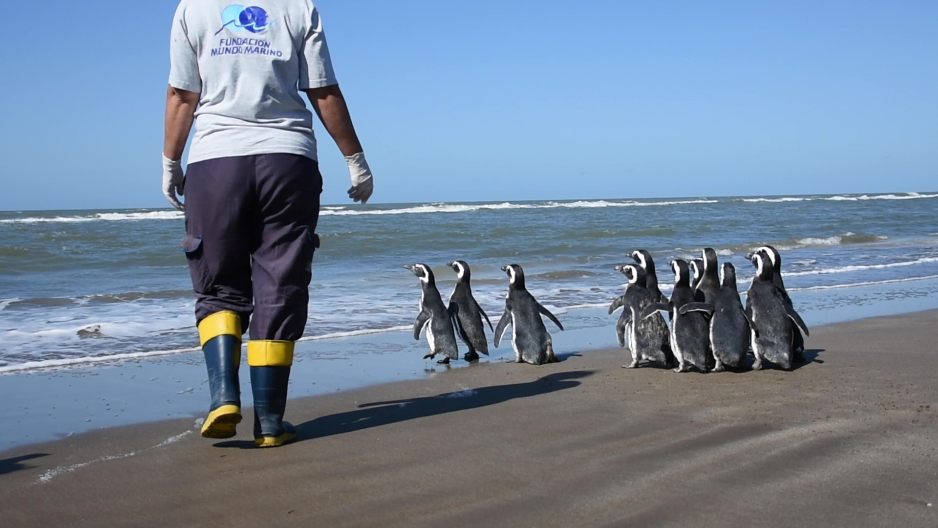 Rescued Magellanic penguins return to the sea in San Clemente del Tuyu, Buenos Aires