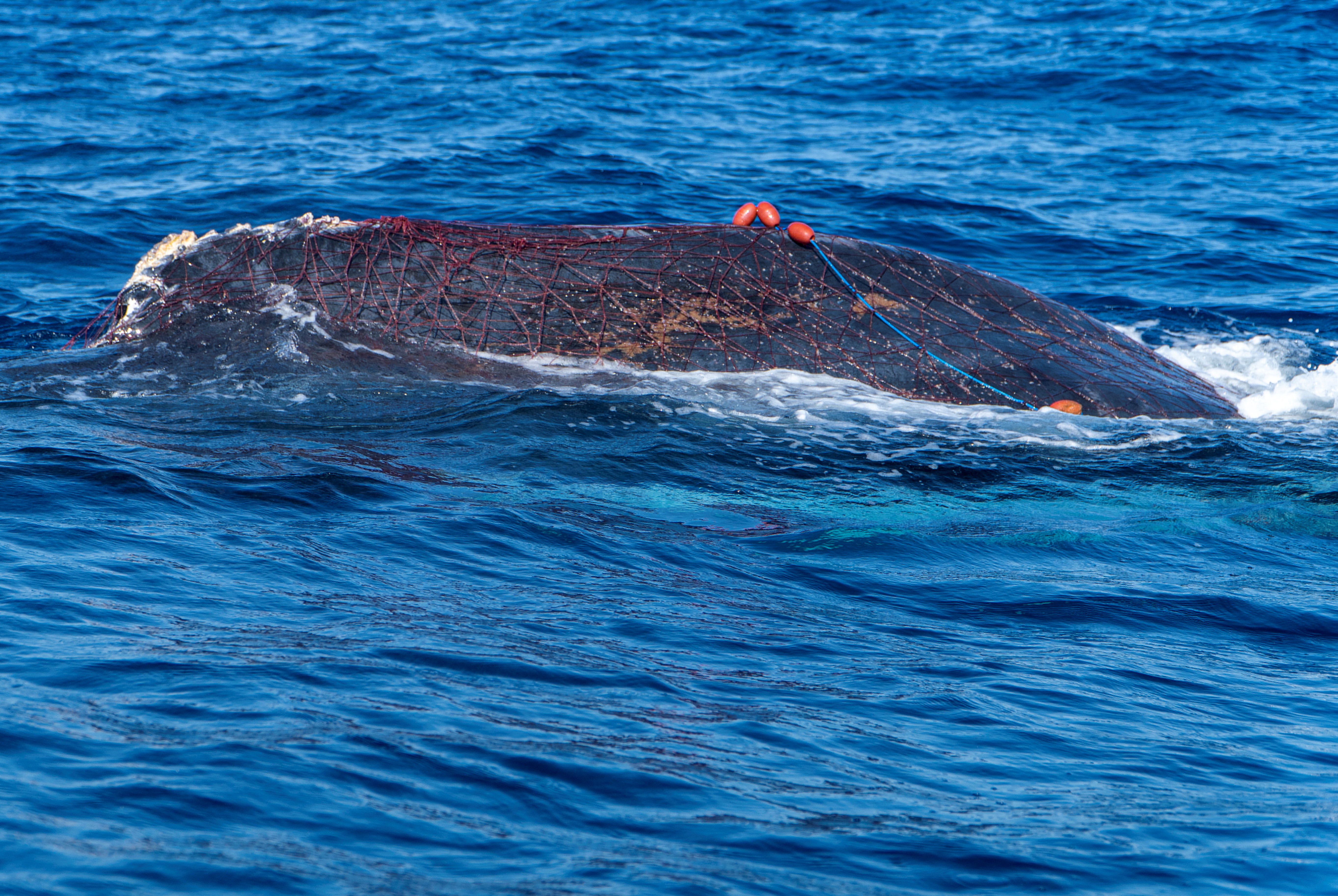 'Best birthday present ever!' says Spanish diver after saving trapped whale in Mallorca
