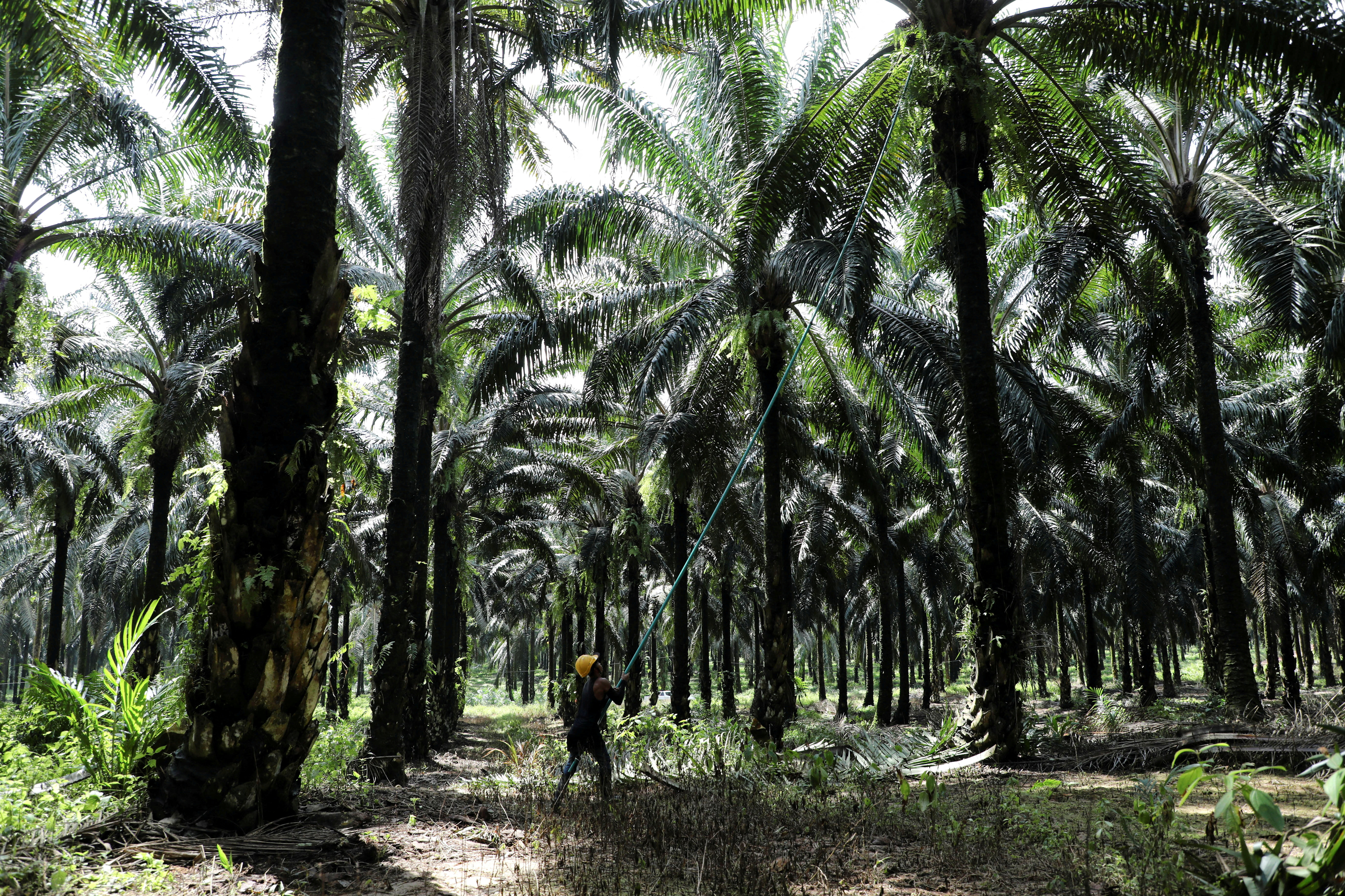 Worker collects palm oil fruits at a plantation in Slim River