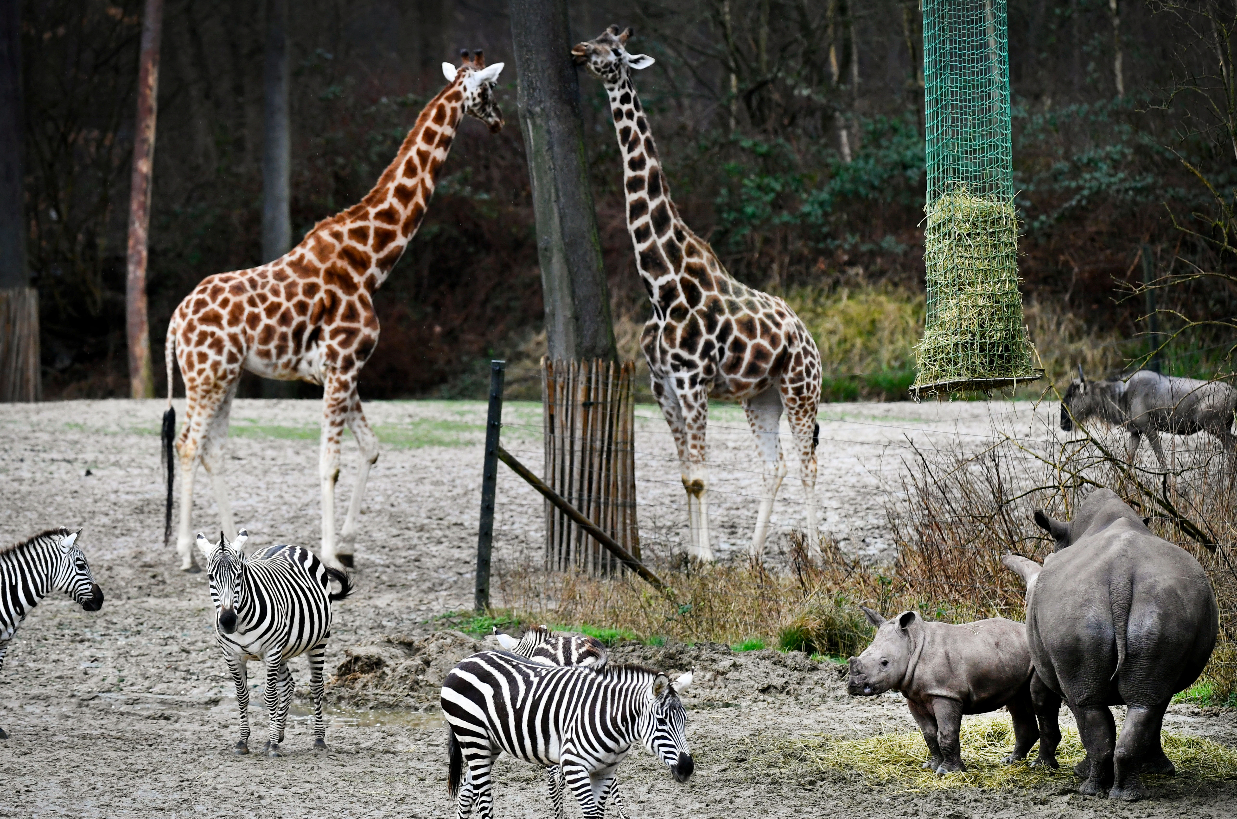 zebras and giraffes together