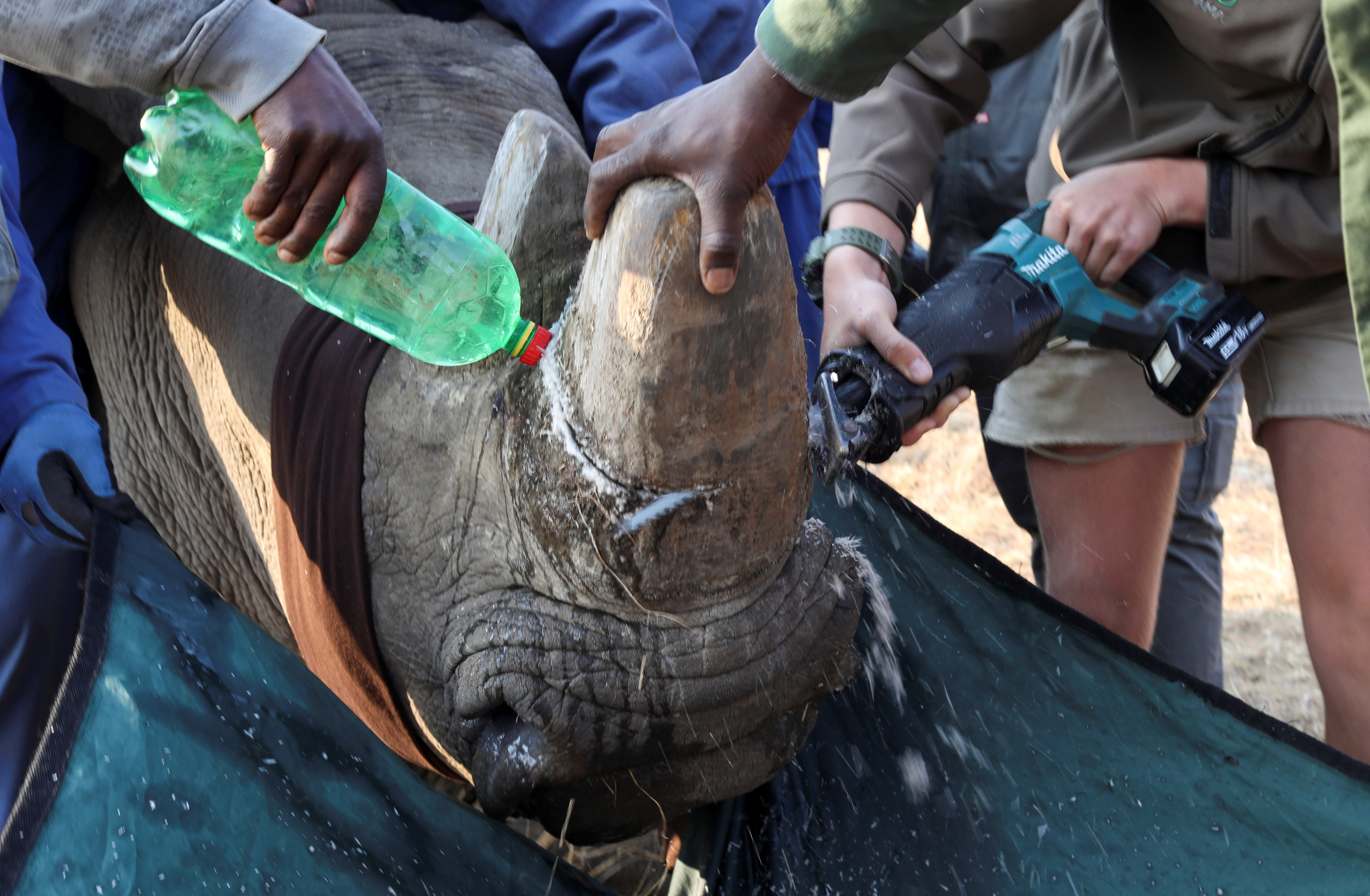 A tranquillised rhino is dehorned at the Buffalo Dream Ranch, the biggest private rhino sanctuary on the continent, in Klerksdorp, South Africa's North West Province, September 6, 2021. Picture taken September 6, 2021. REUTERS/Siphiwe Sibeko