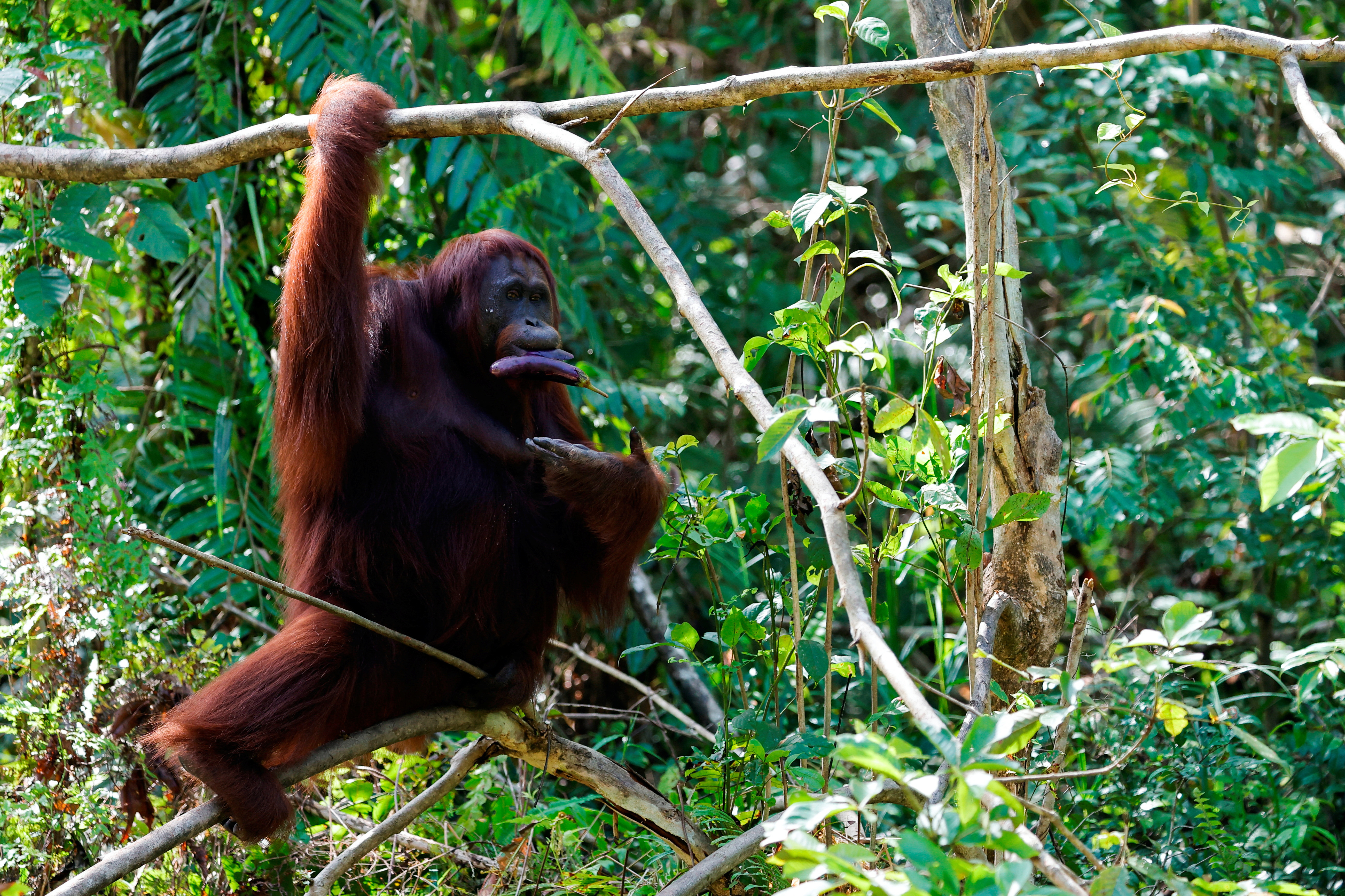 Endangered Orangutan population and habitat concerns loom a year into Indonesia's new capital construction