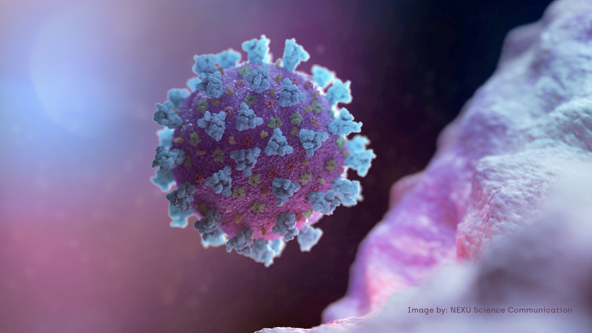A computer image created by Nexu Science Communication with Trinity College  shows a model structurally representative of a betacoronavirus, the type of virus linked to COVID-19