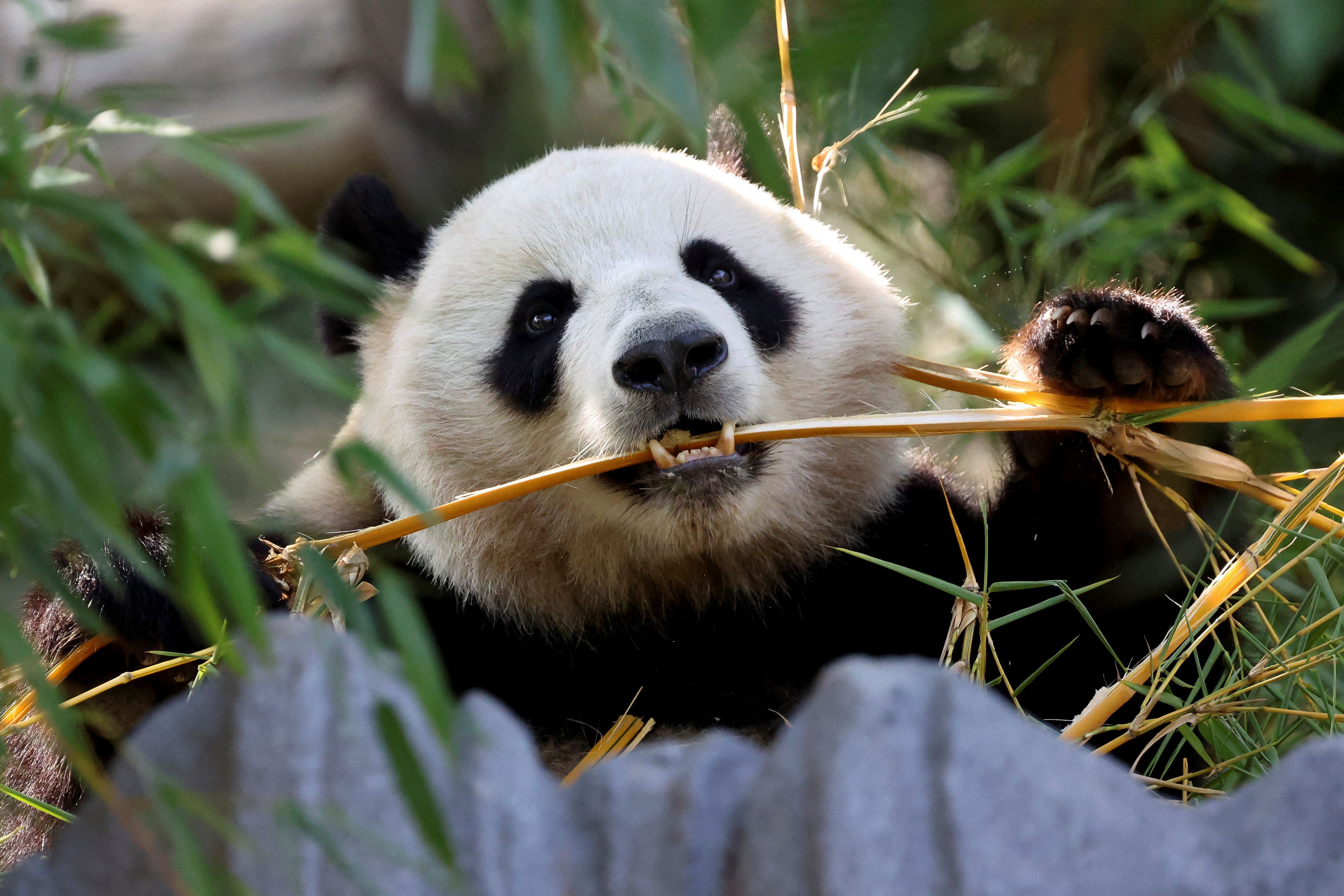 Panda bears Yun Chuan and Xin Bao at San Diego Zoo