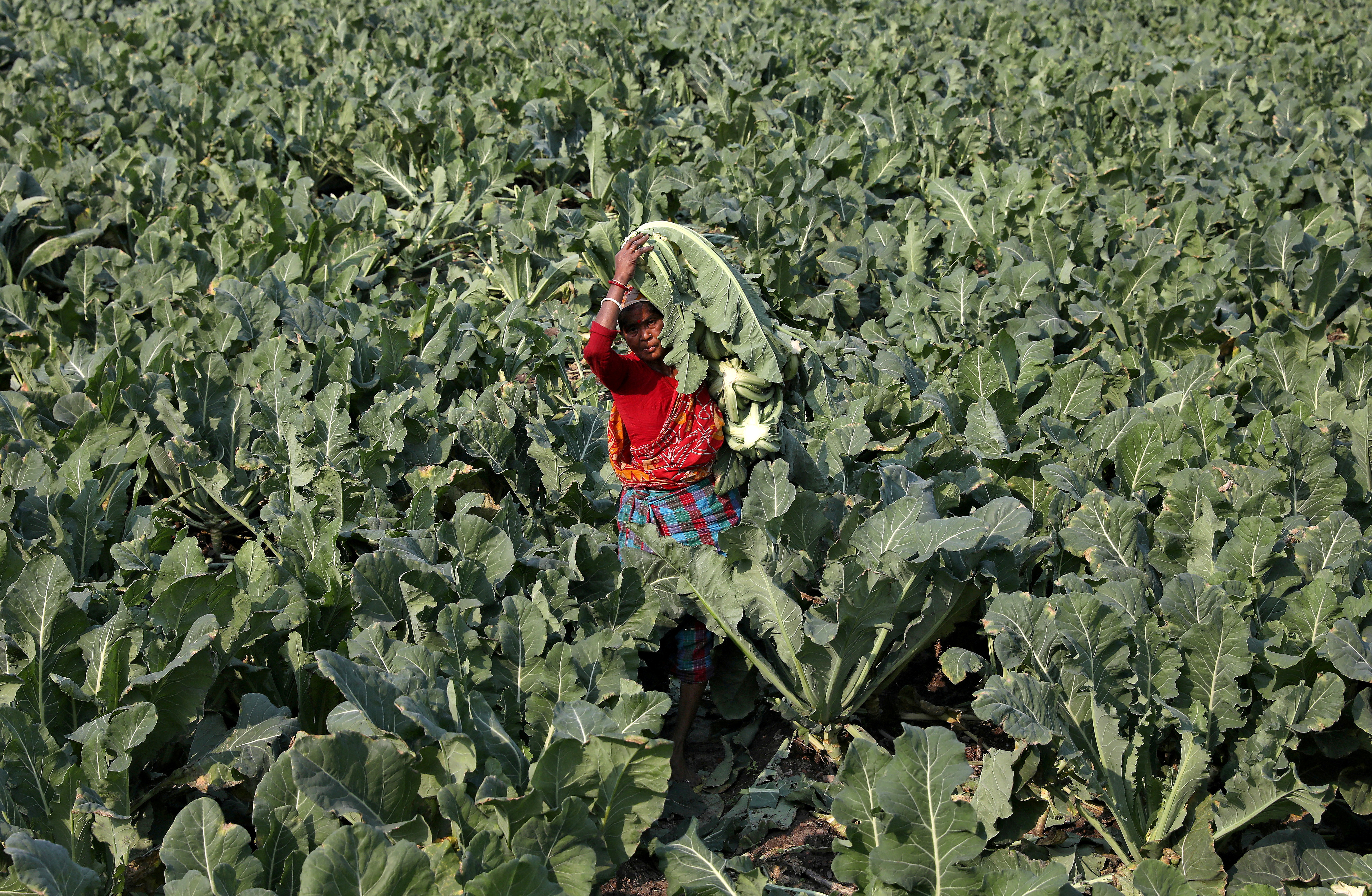 A farmer carries harvested cauliflower for sale at her field in Kolkata