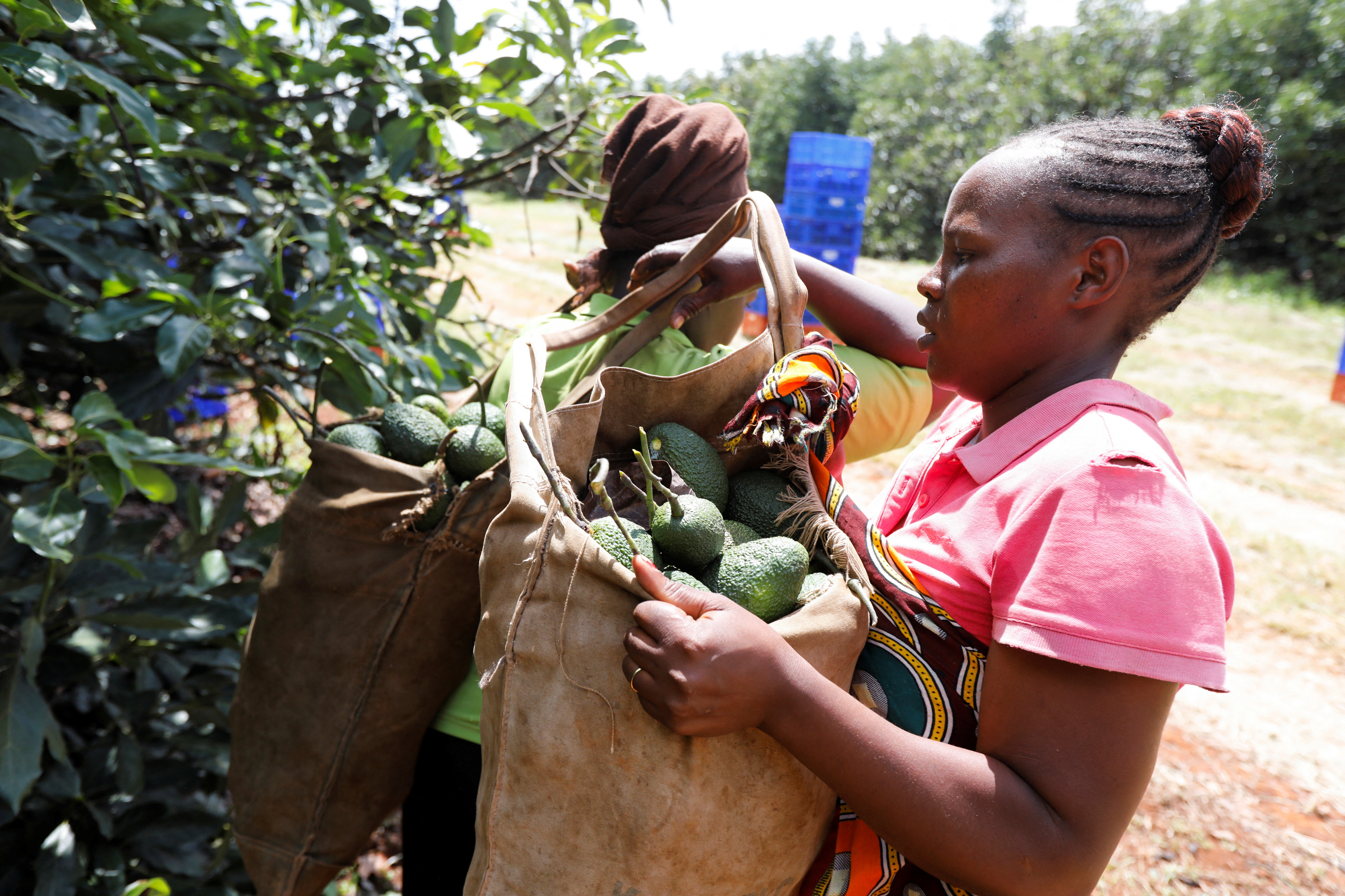 An employee picks avocados at the Kakuzi plantation in Makuyu