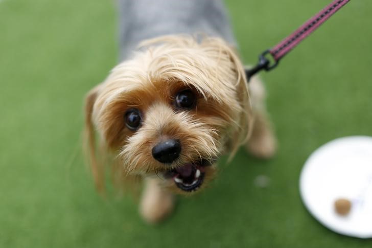 Chloe, a nine-year-old Yorkshire Terrier, looks into the camera after tasting a dog treat sample at Milo's Kitchen Treat Truck in San Francisco