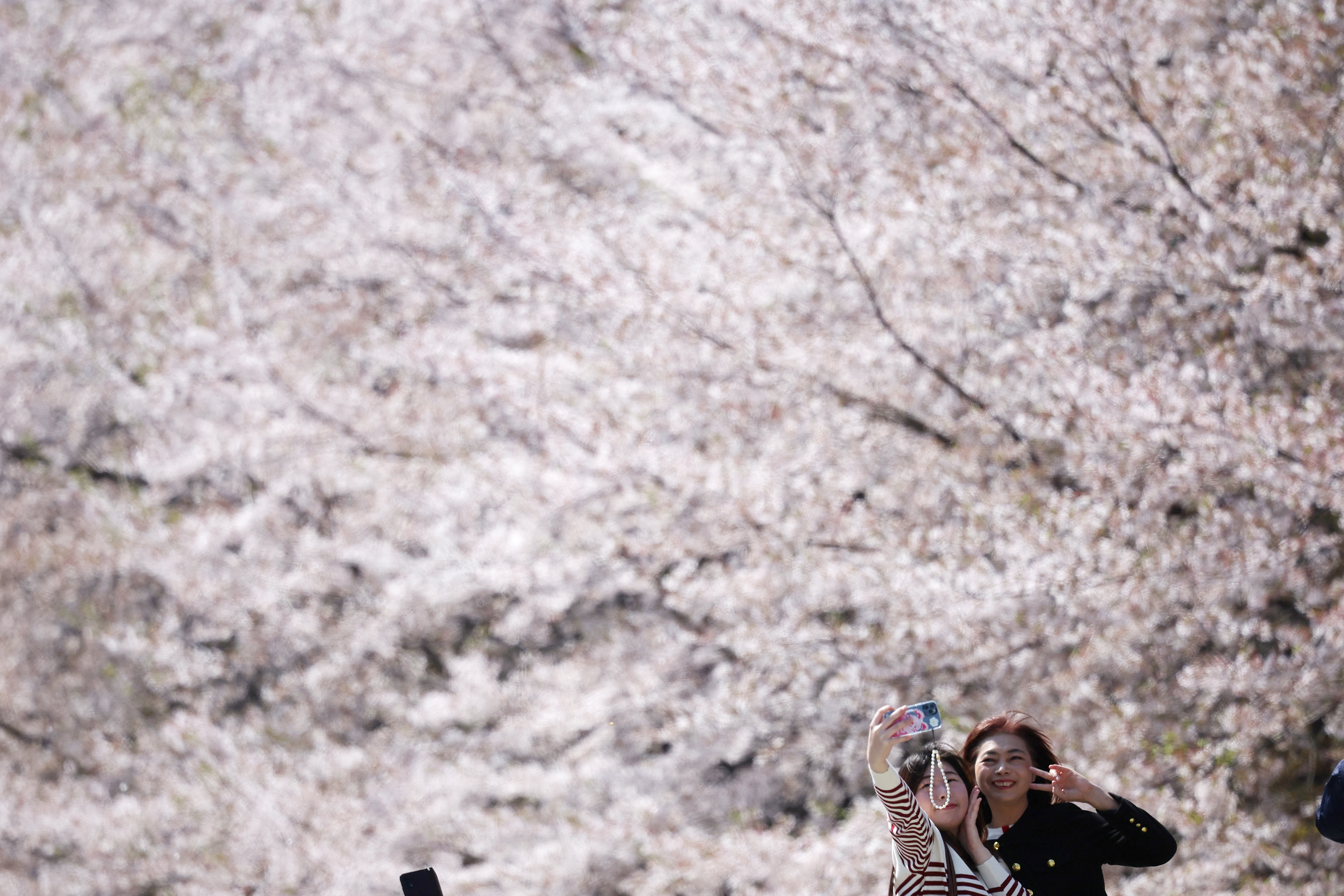 Women enjoy a sunny spring day under blooming cherry blossoms at a park in Seoul