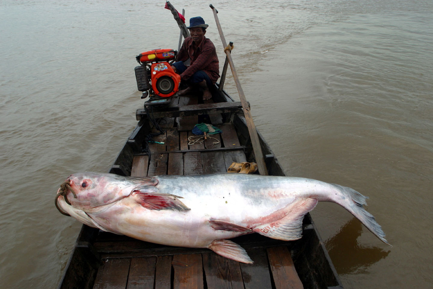 A Mekong giant catfish is seen on a boat in the Tonle Sap River