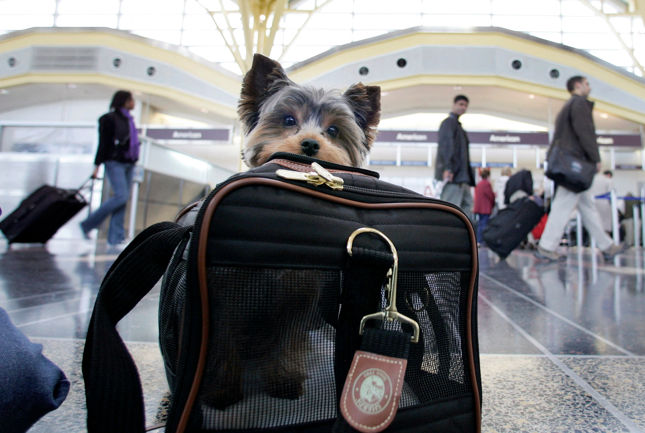Можно с собакой в самолет. Животные в аэропорту. Переноска для животных в аэропорту. Собака в самолете. Авиаперевозка животных.