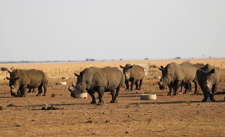 South Africa's rhino ranch keep poachers away, but at a cost