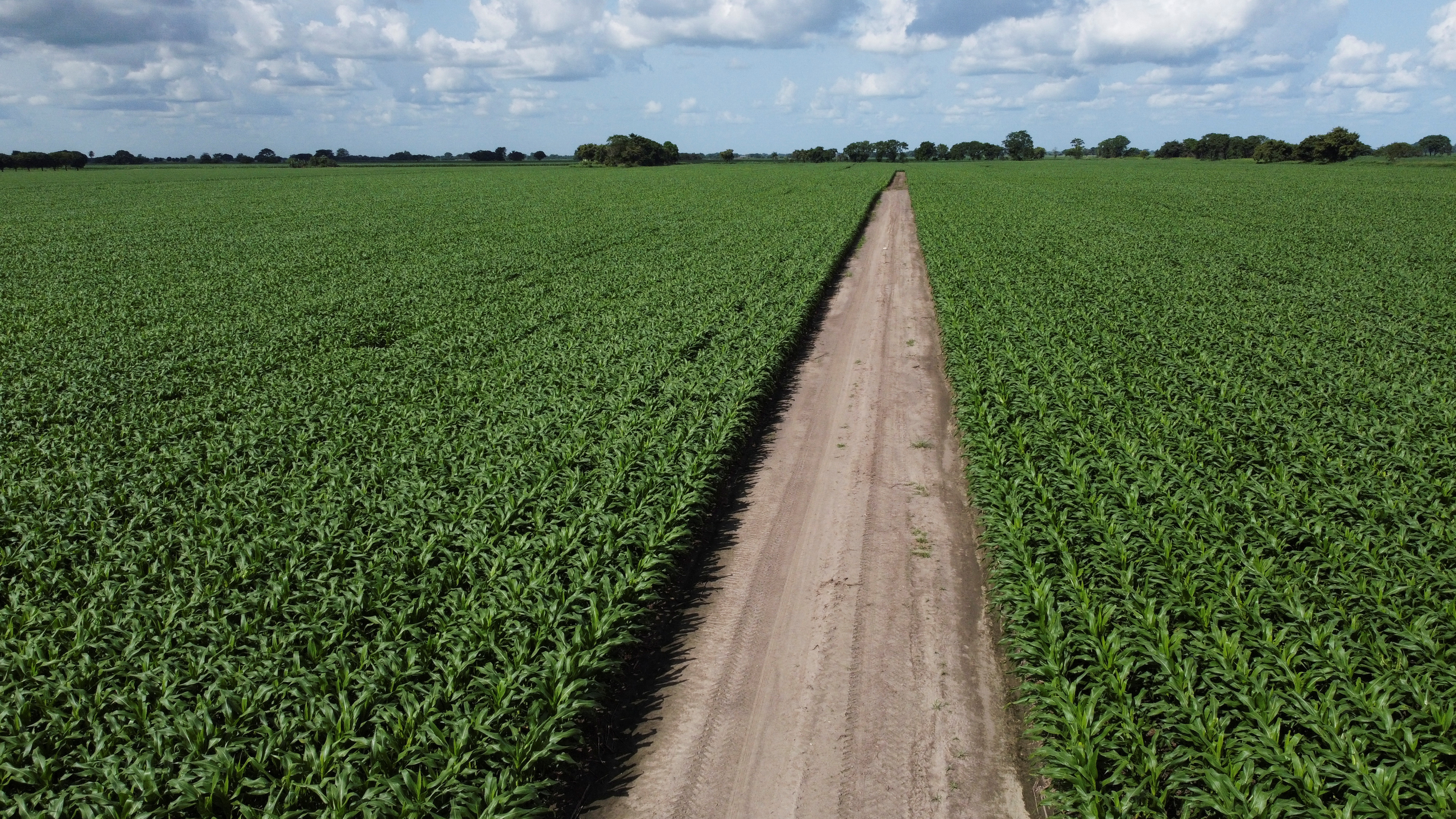 Venezuela's rice, corn production rise as buyers loan farmers supplies