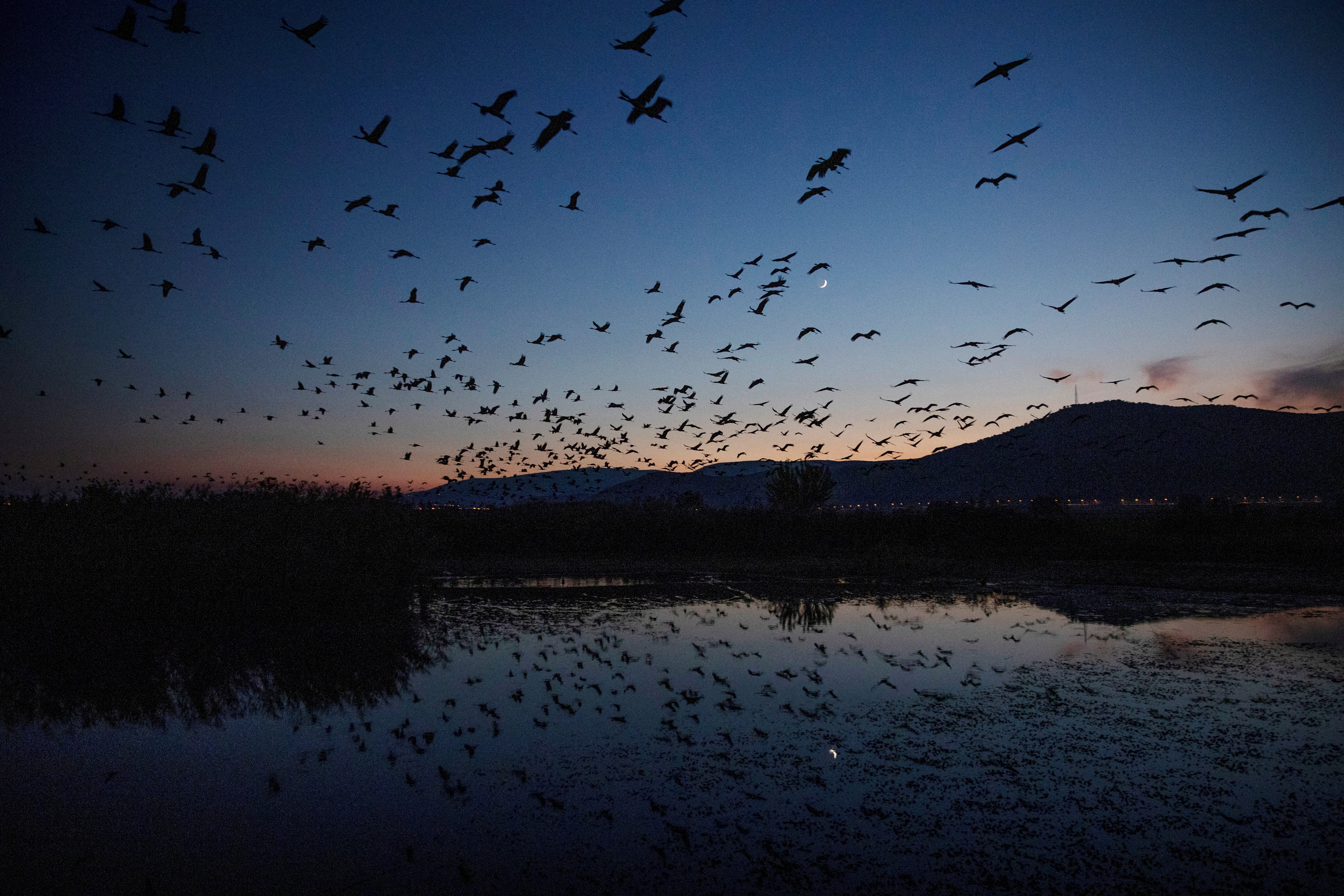 Cranes fly above a lake during the migration season at Hula Nature Reserve, in northern Israel