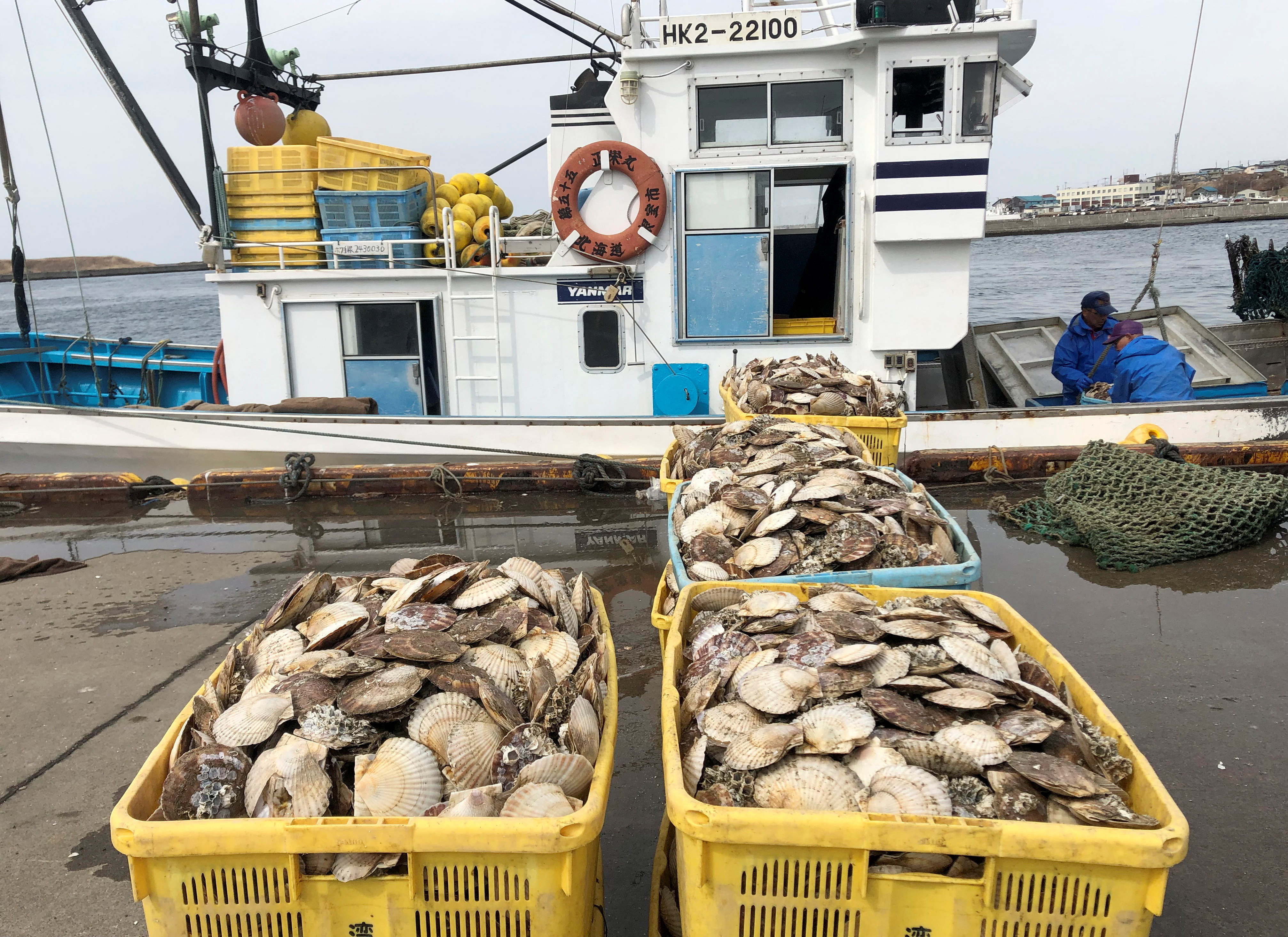 Fishermen land scallops at Nemuro Port