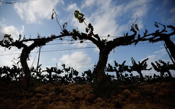 Silhouettes of a dry grape stocks line are seen at Cava Vilarnau's field, in the Cava production area of Penedes