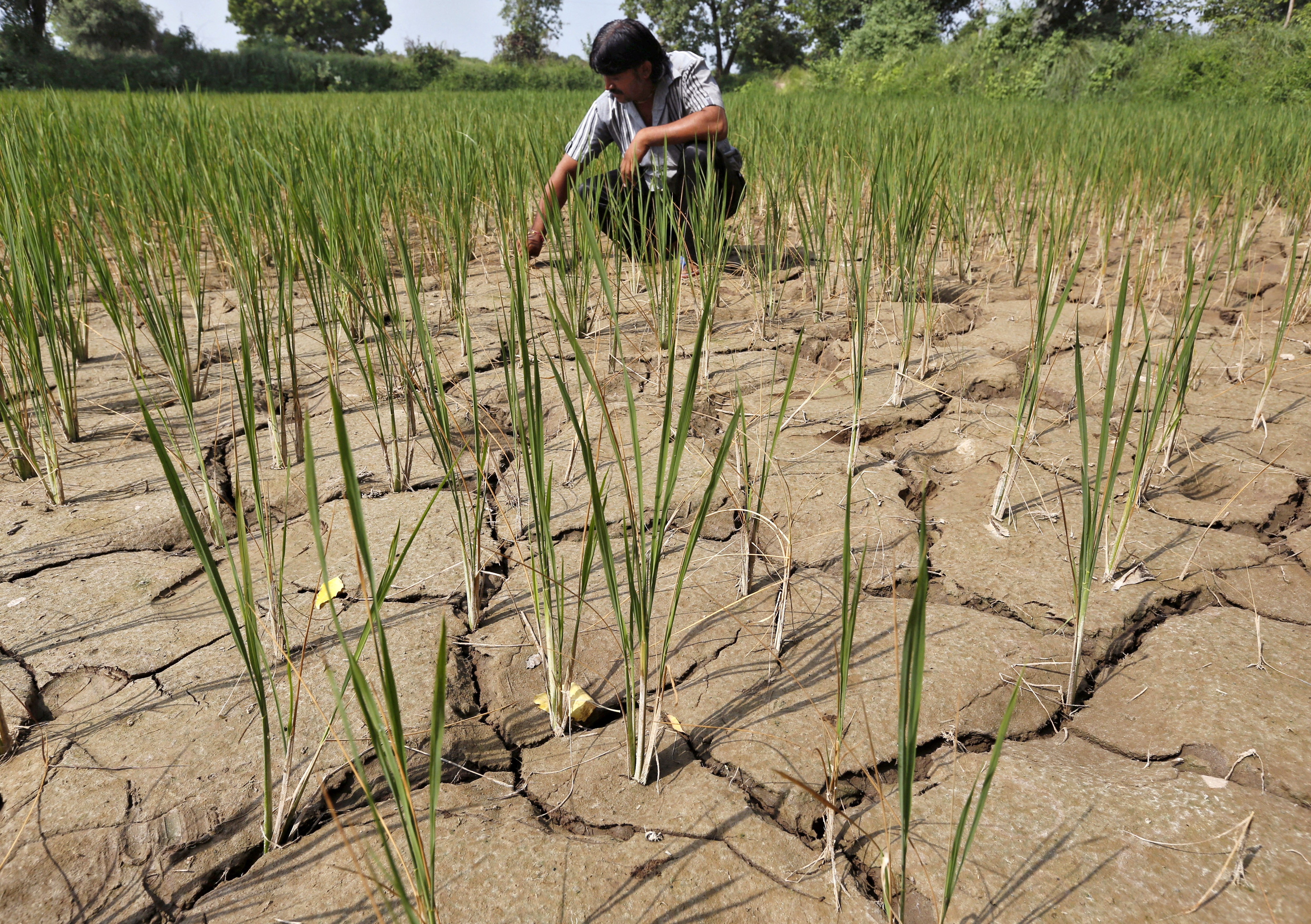 EXPLAINER-Why El Nino is a concern for Indian monsoon rains?