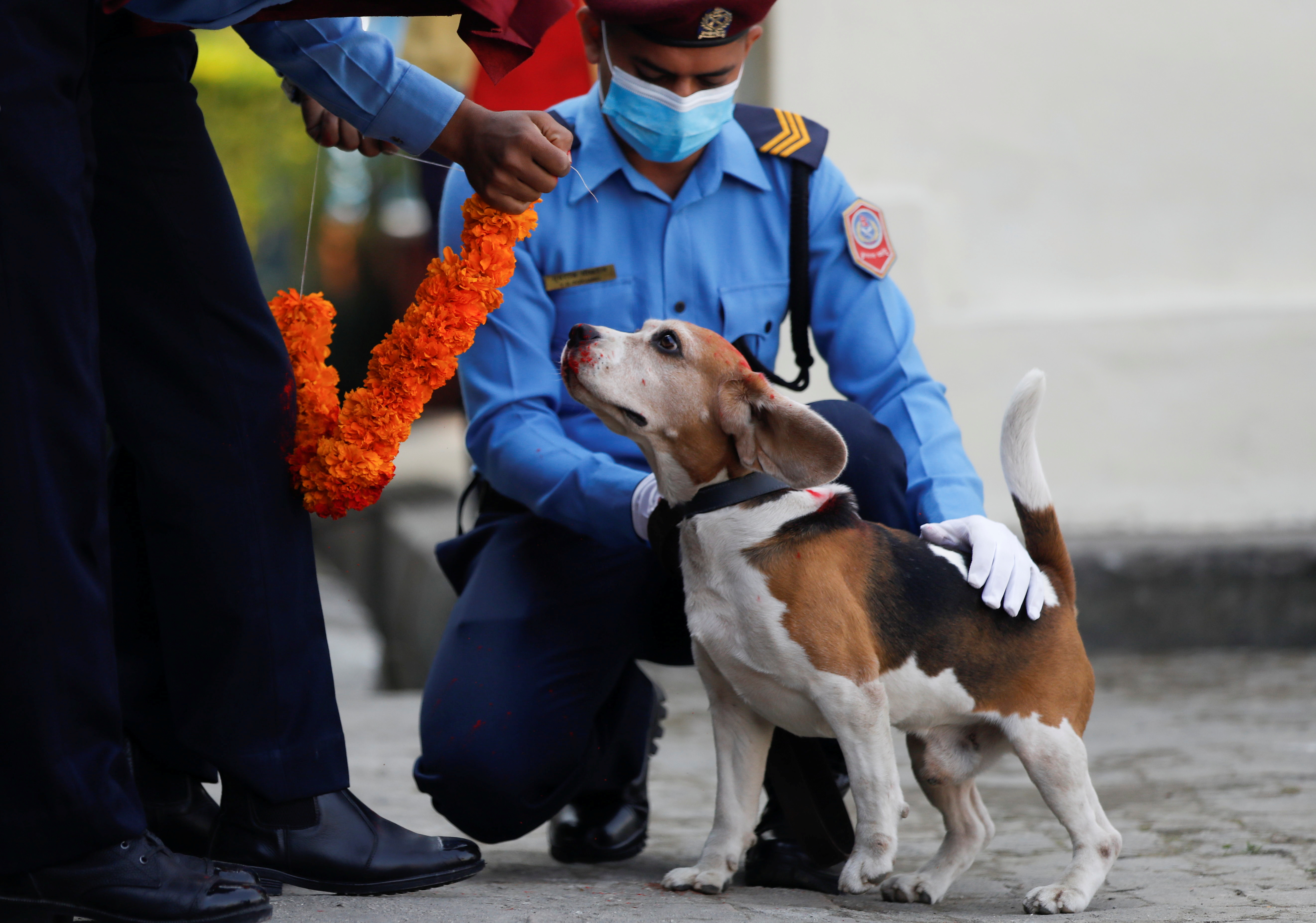 Baths, garlands for man's best friend at Nepal's canine festival