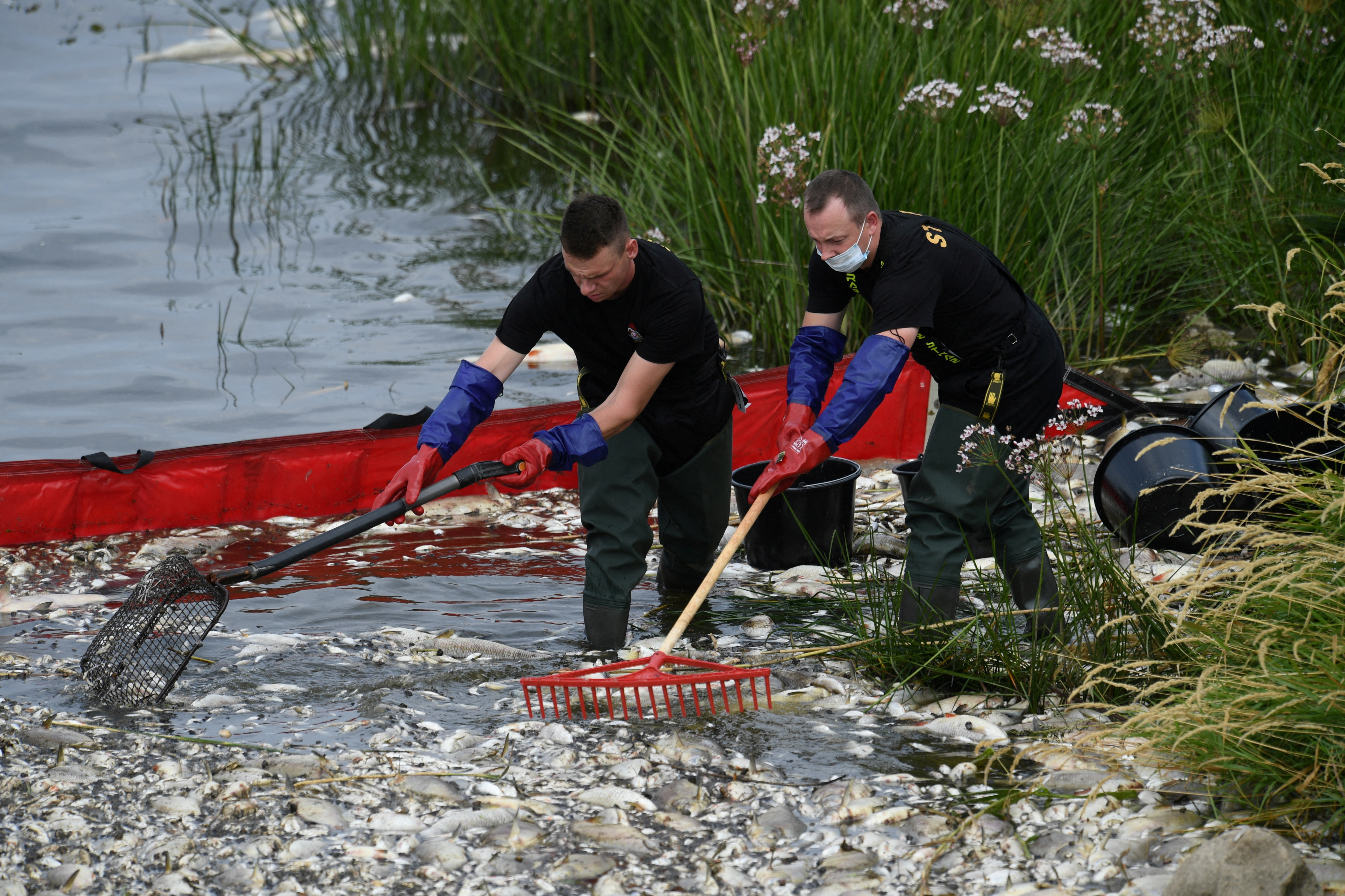 Mass fish die-off in River Oder, in Krajnik Dolny
