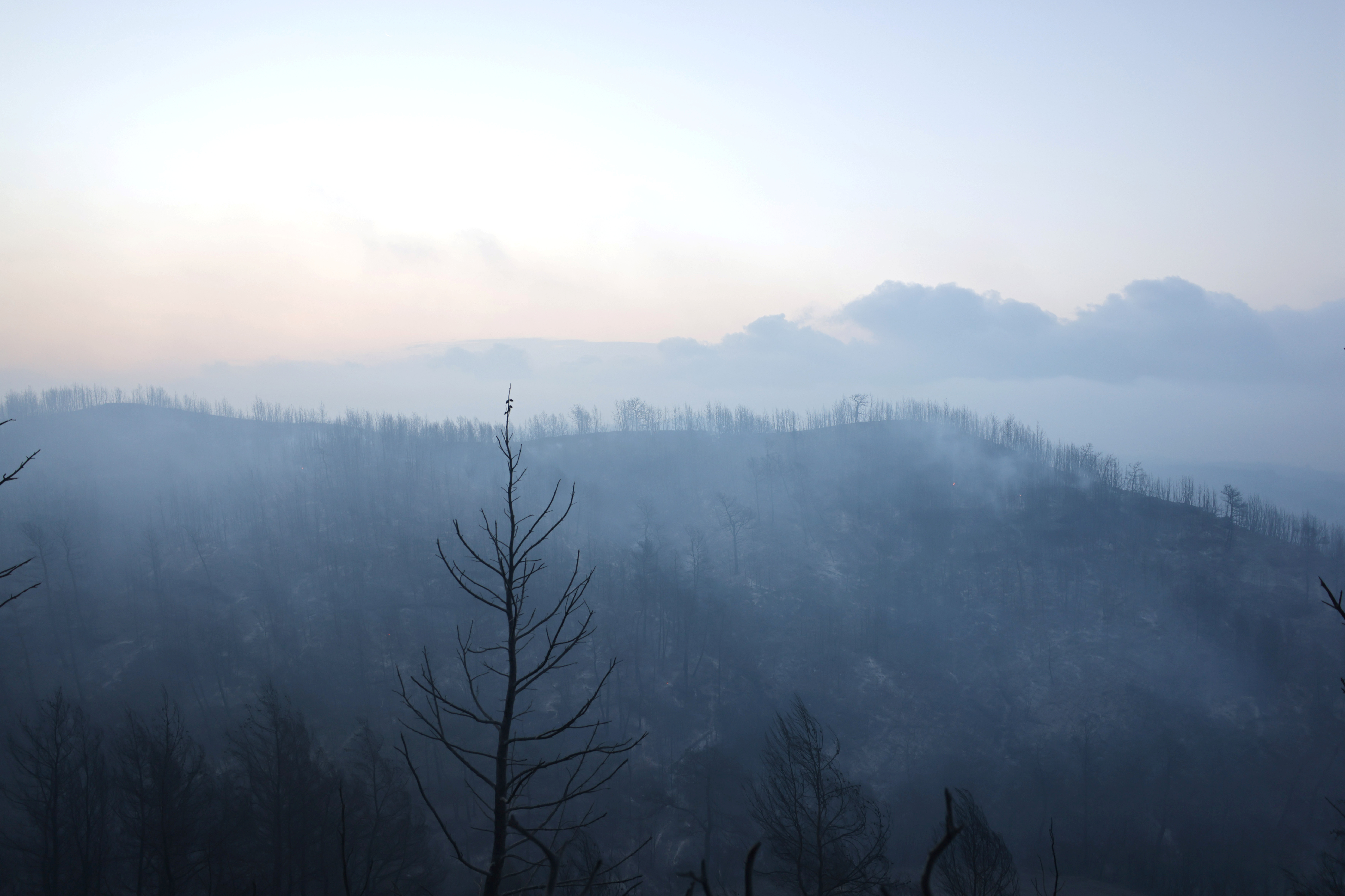 Burnt trees on a slope are seen following a wildfire in the village of Lasdikas near ancient Olympia, Greece, August 6, 2021. REUTERS/Giorgos Moutafis