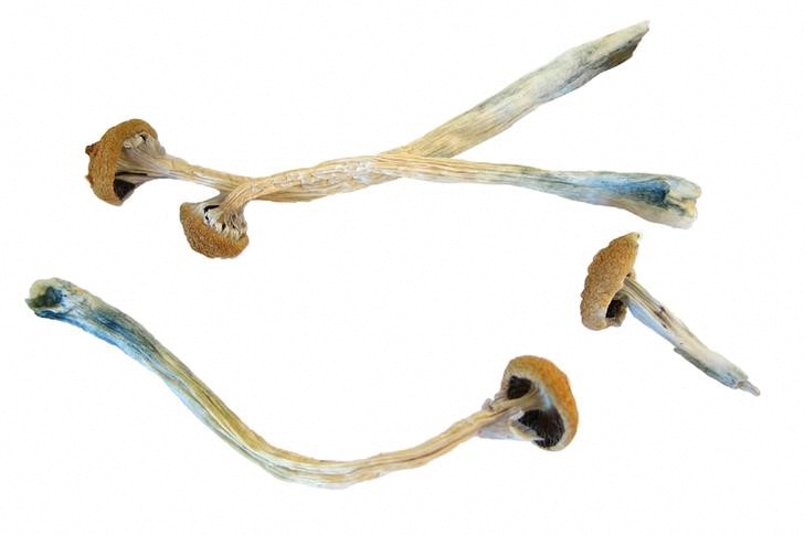 Psilocybin or "magic mushrooms" are seen in an undated photo provided by the DEA