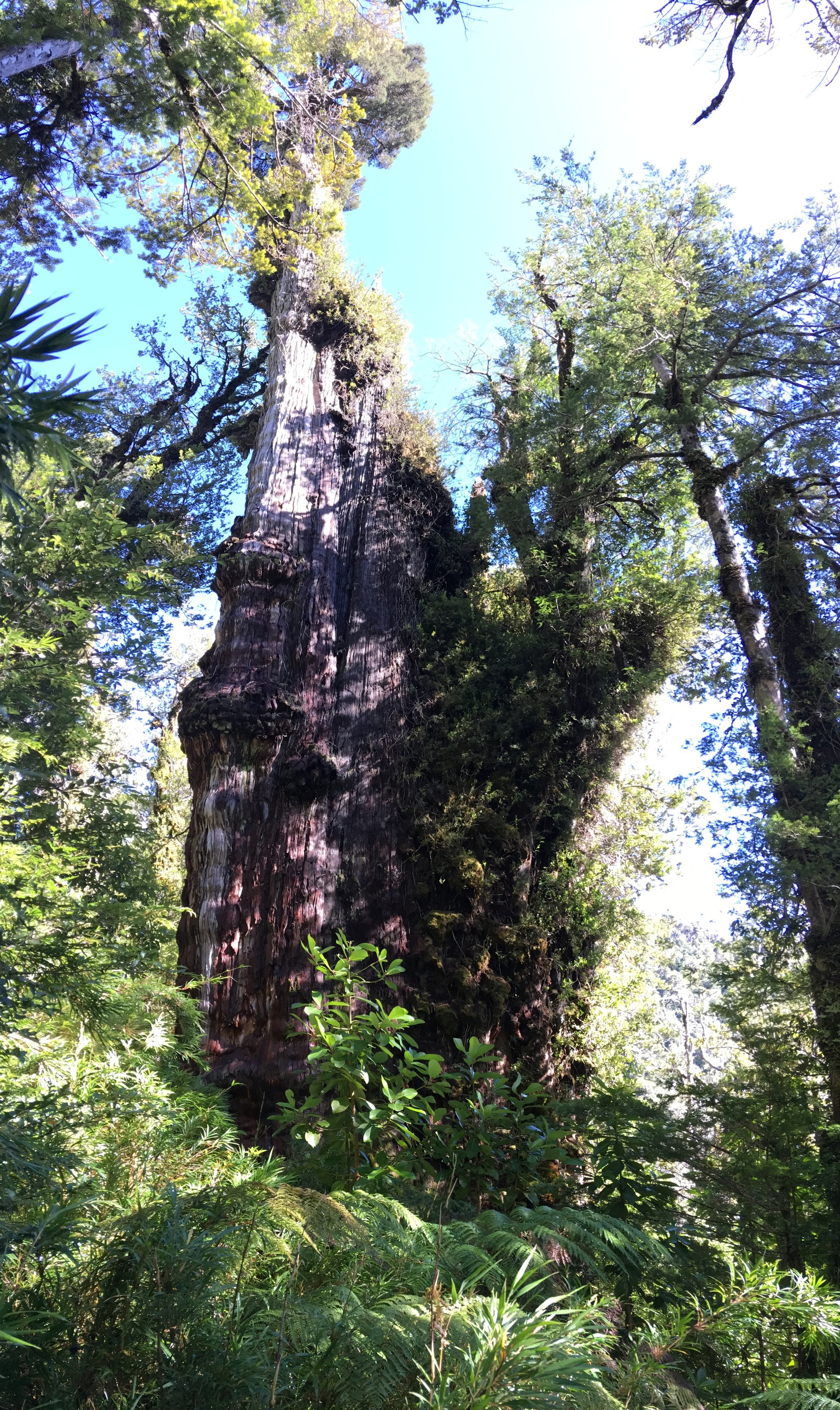 A COVID-19 Vaccine Could Rely on Rare Trees in Chile - The Atlantic