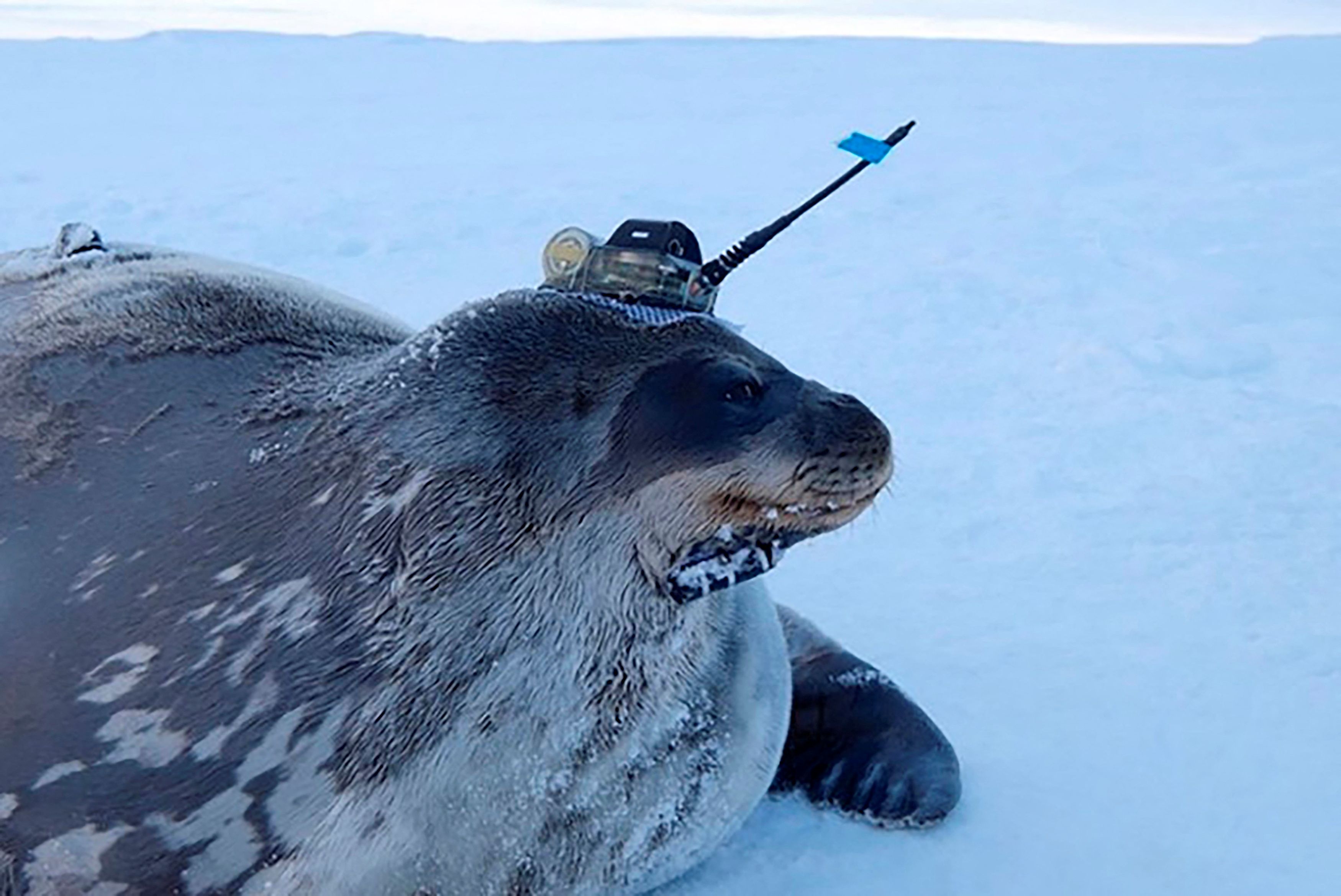 Weddell seal fitted with high-tech head-mounted measuring devices to survey waters under the thick ice sheet in Antarctica