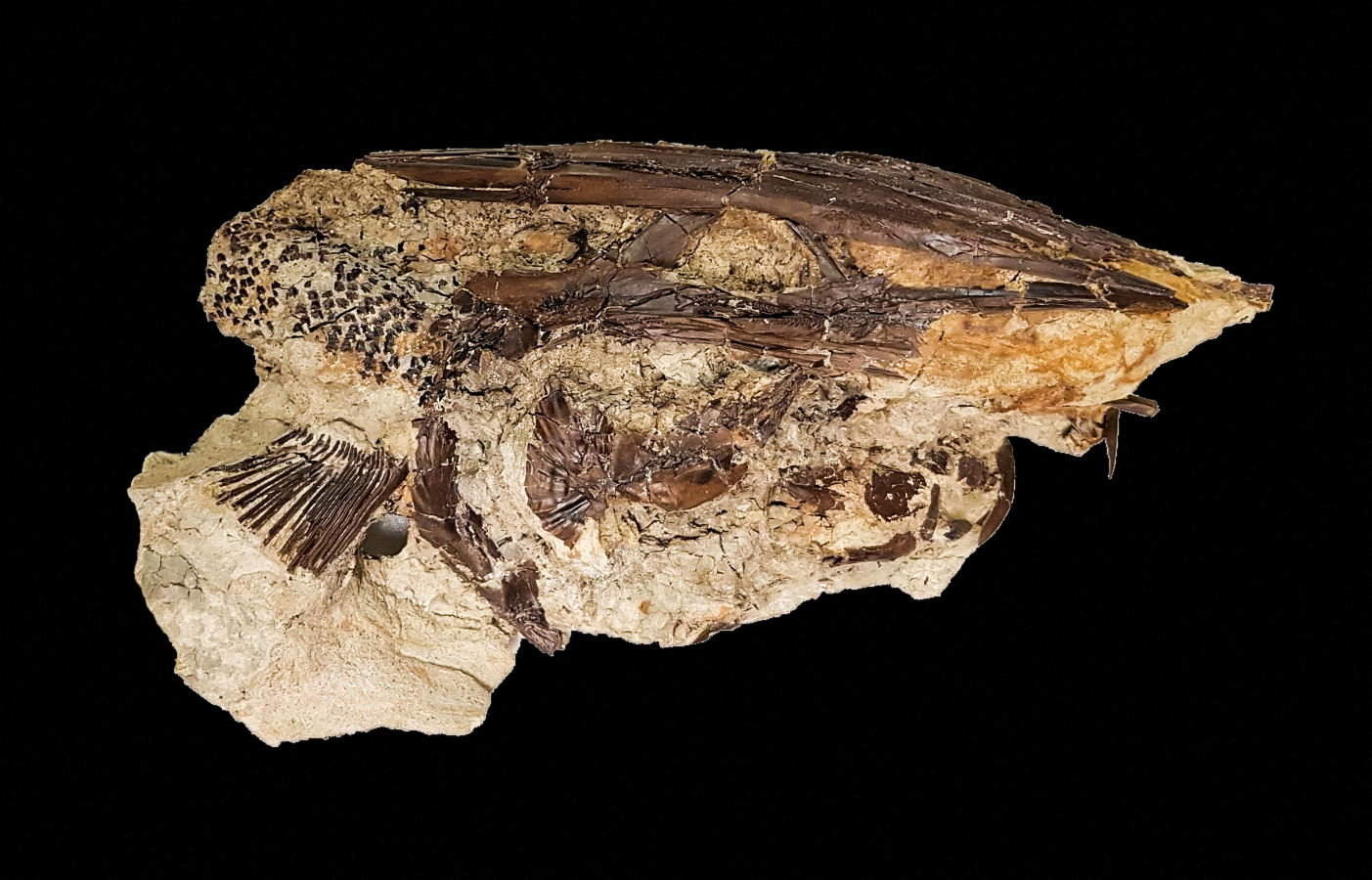 The fossil of a Cretaceous Period paddlefish from the Tanis site