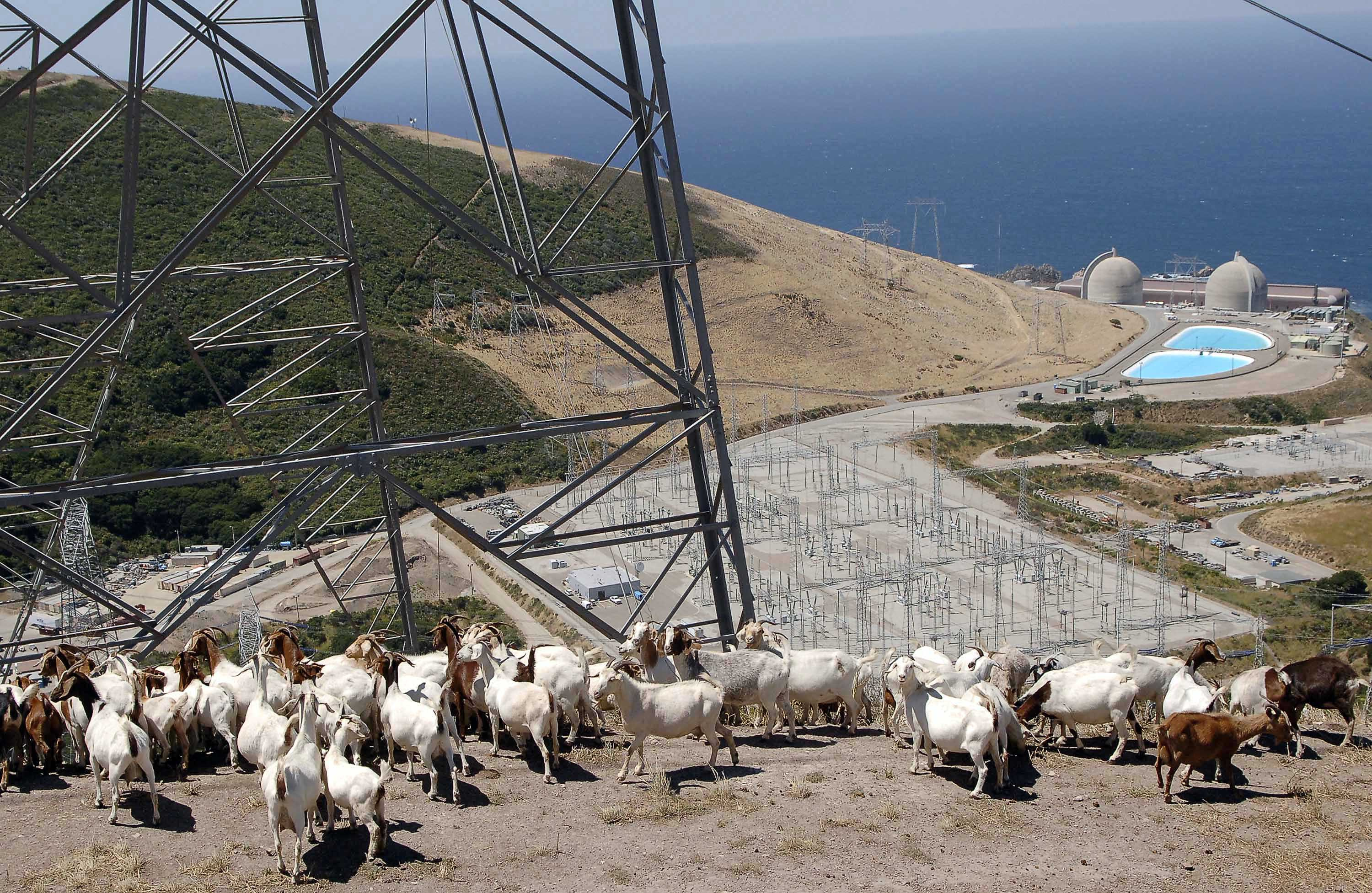 A flock of goats gather under a set of power lines above Diablo Canyon nuclear power plant at Avila ...