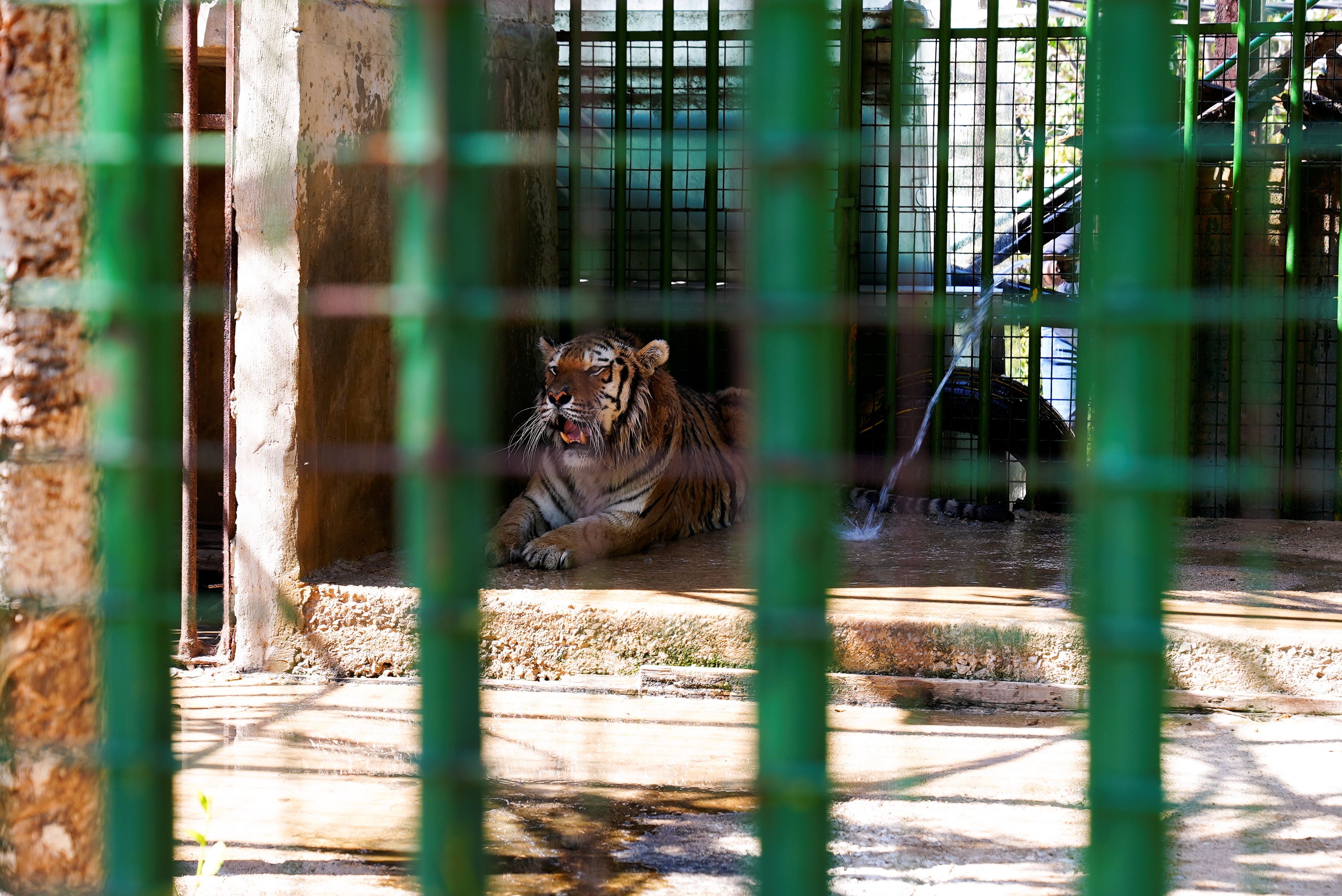 A tiger is seen at a zoo in Hazmieh