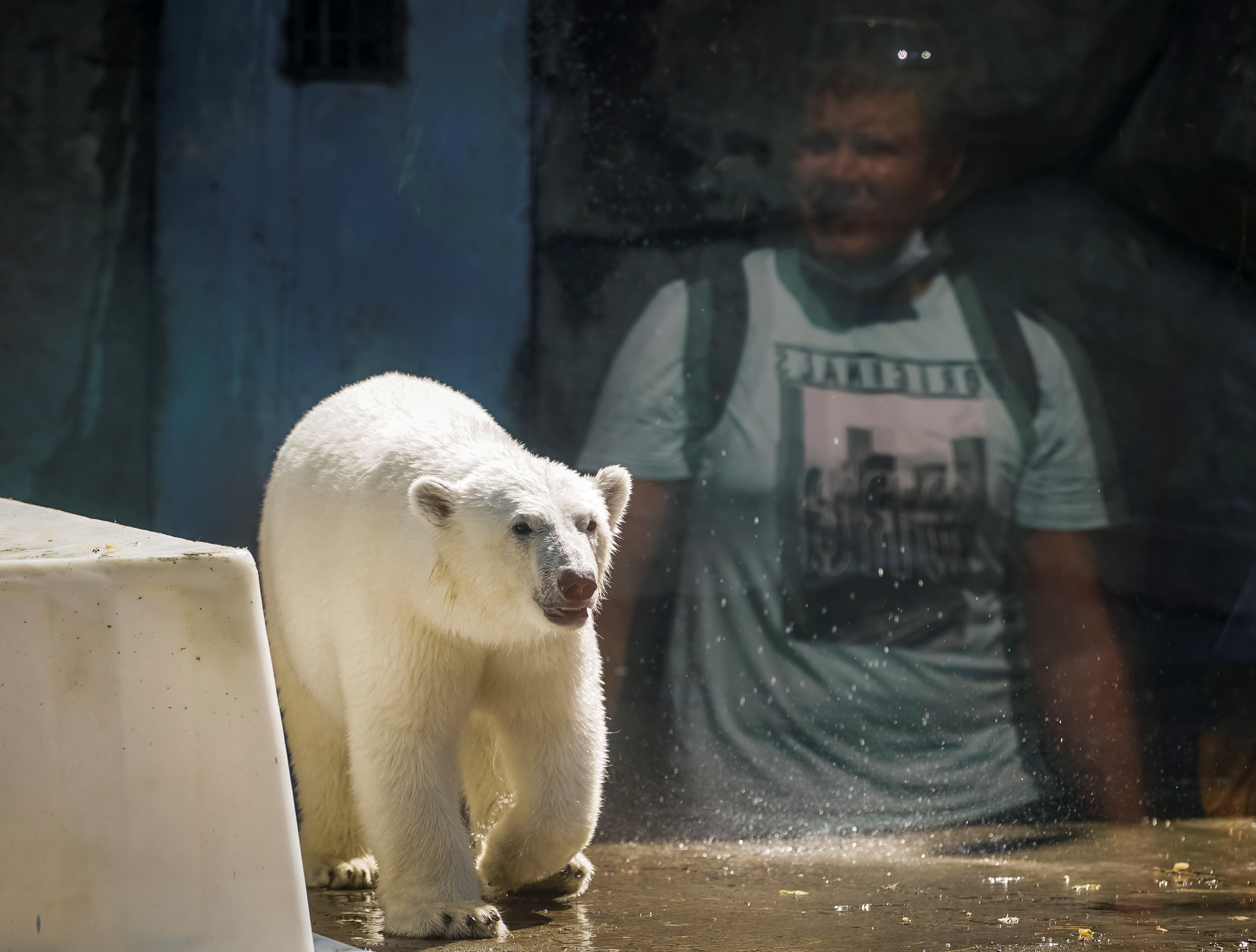 A visitor is reflected in a glass as a polar bear cools off during a hot summer day in its enclosure at the Moscow Zoo