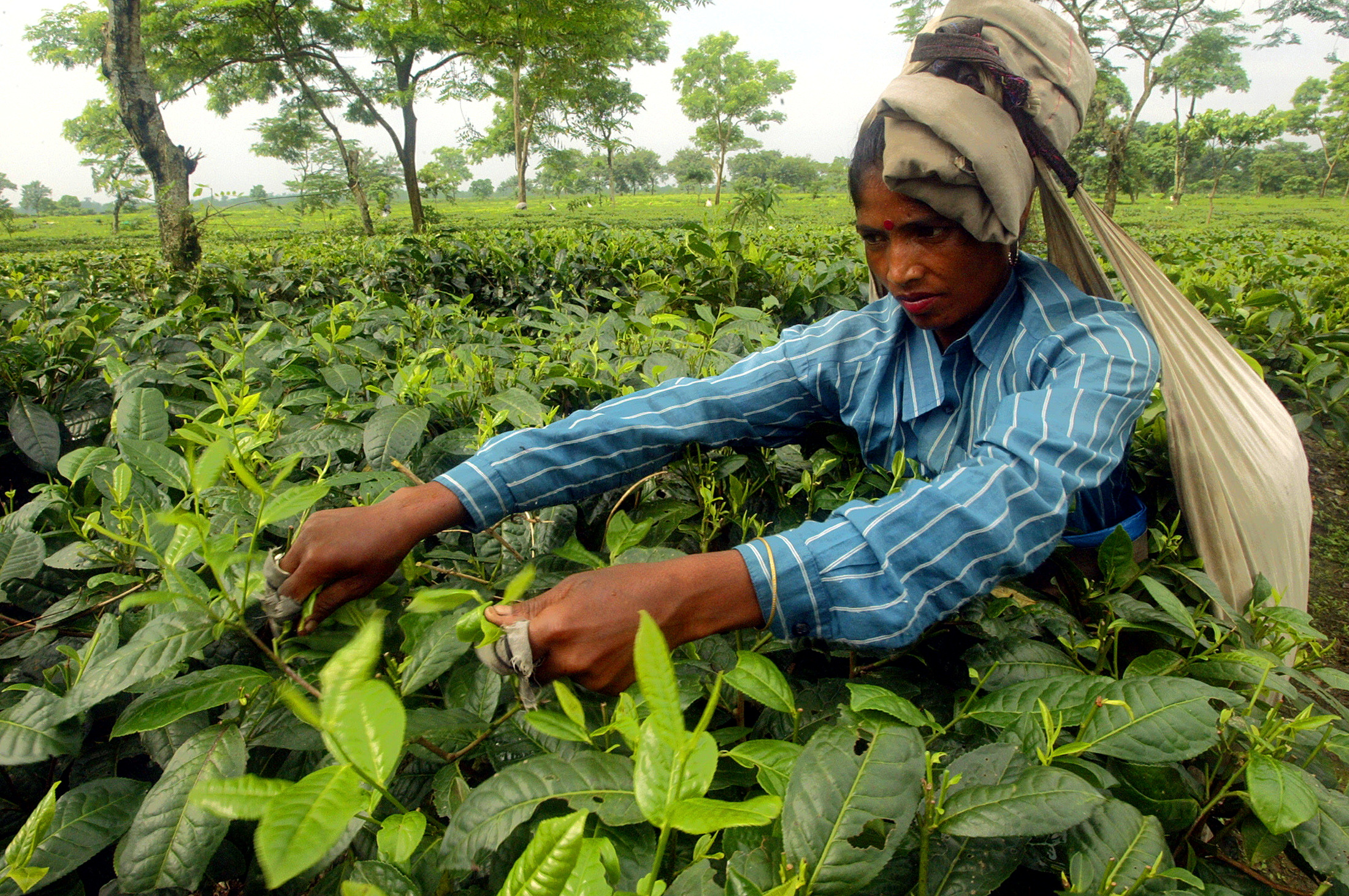 A tea picker collects tea leaves at a tea estate at Naxalbari in the north eastern state of West Ben..
