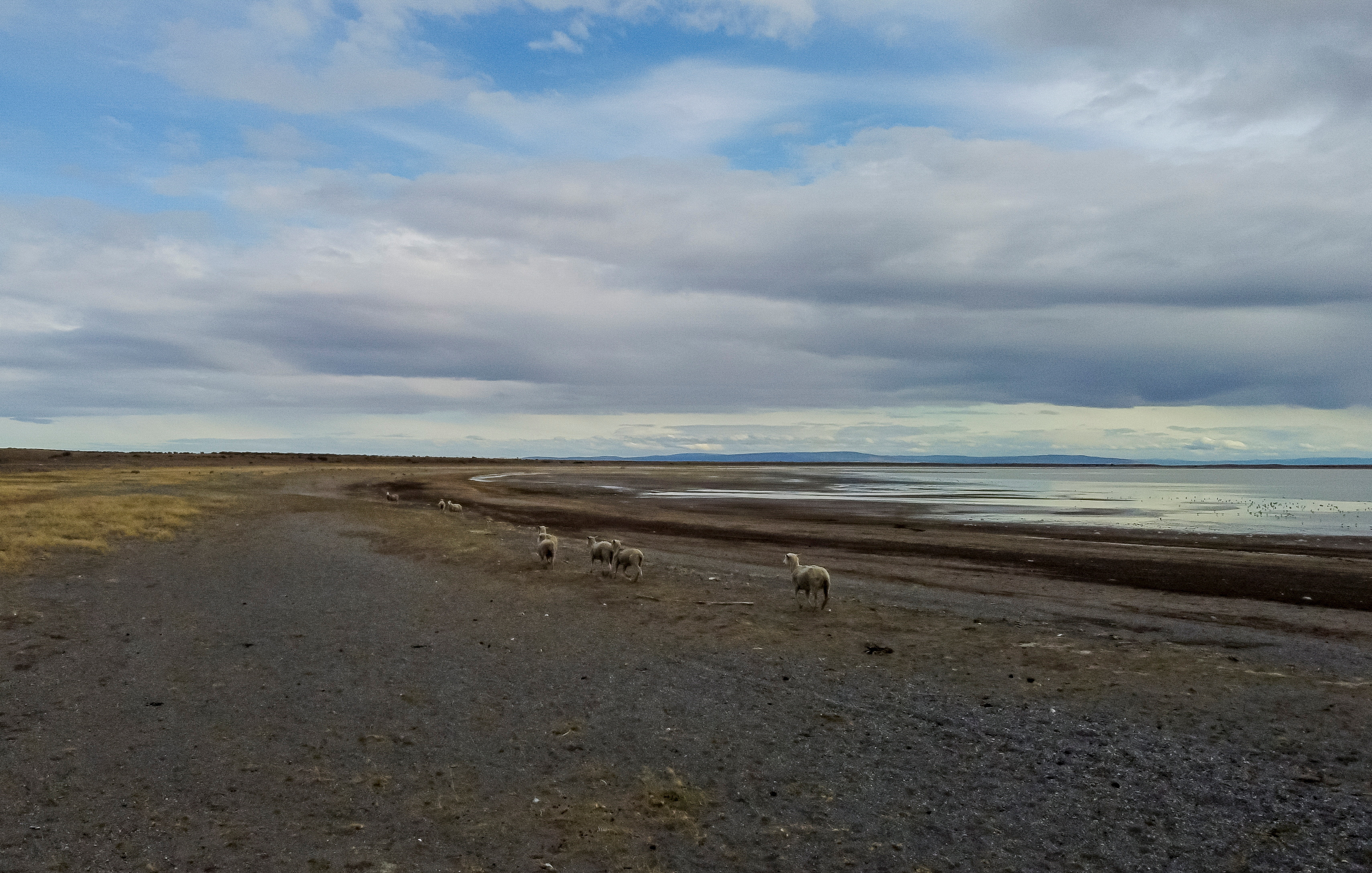 Sheep run near a wetland that is drying up, in Punta Arenas