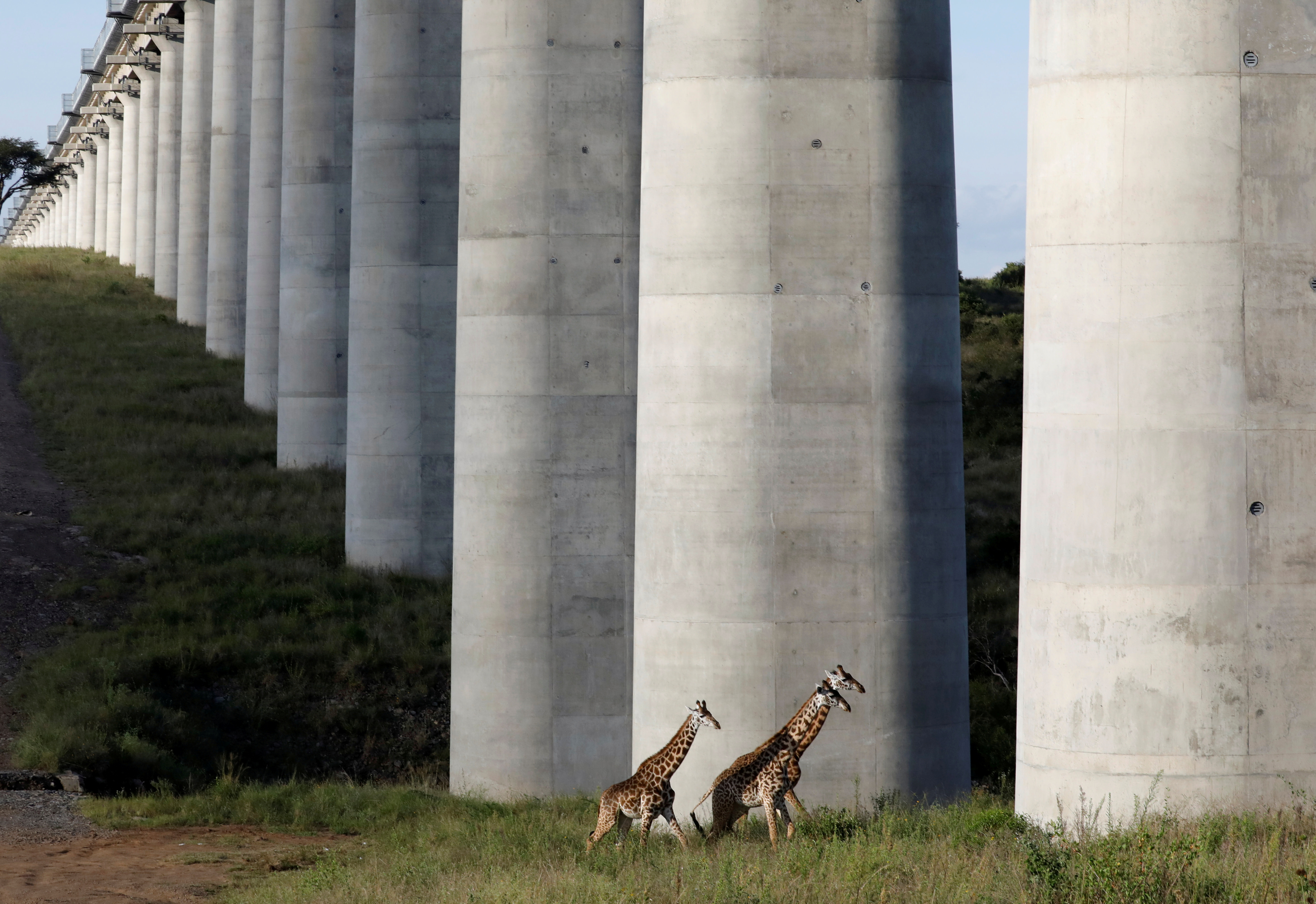 Giraffes cross under the bridge of the Standard Gauge Railway (SGR) line inside the Nairobi National Park in Nairobi