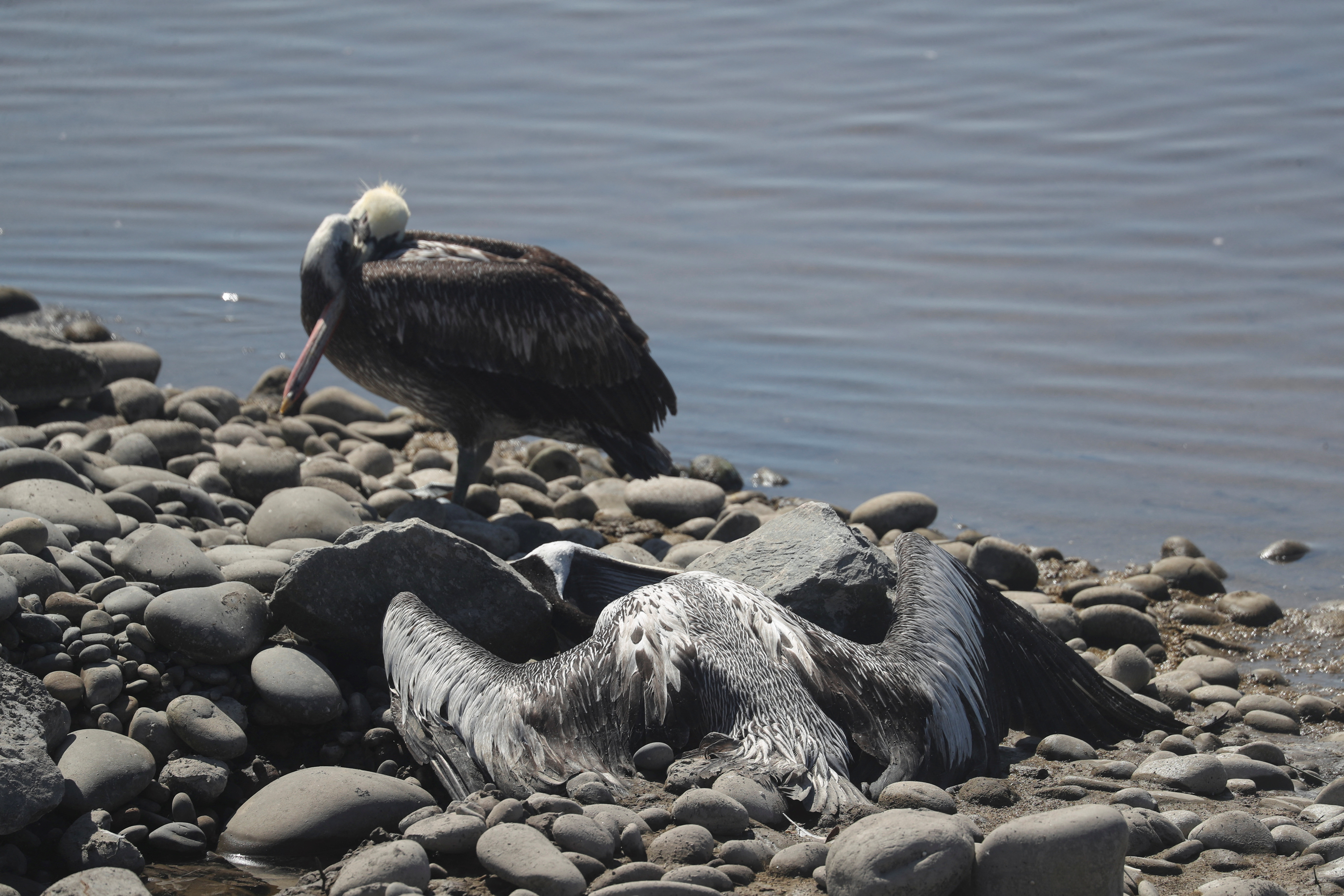 Bird flu kills sea lions and thousands of pelicans in Peru's protected areas