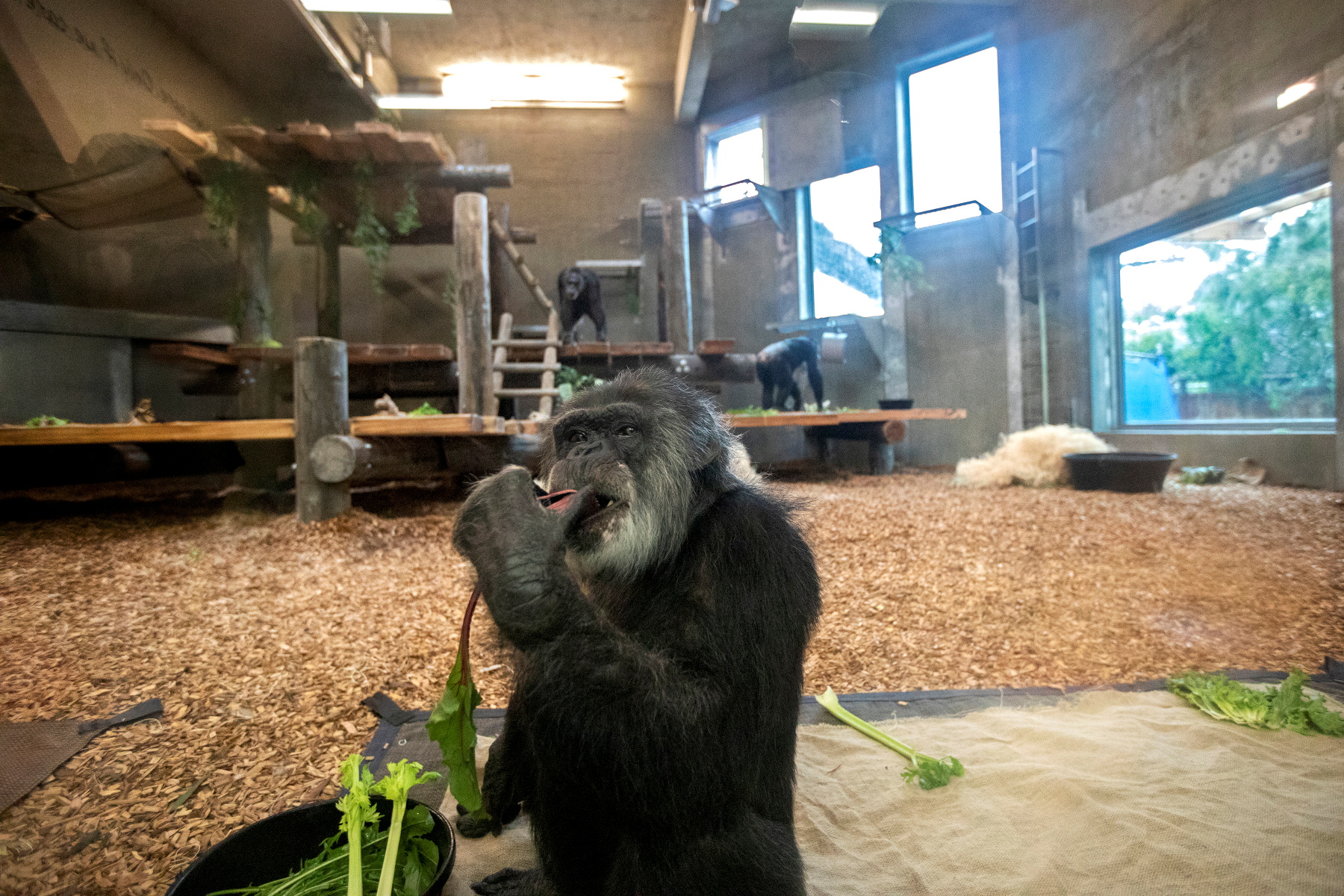 Oldest male chimpanzee in U.S. dies at age 63 at California zoo | Reuters